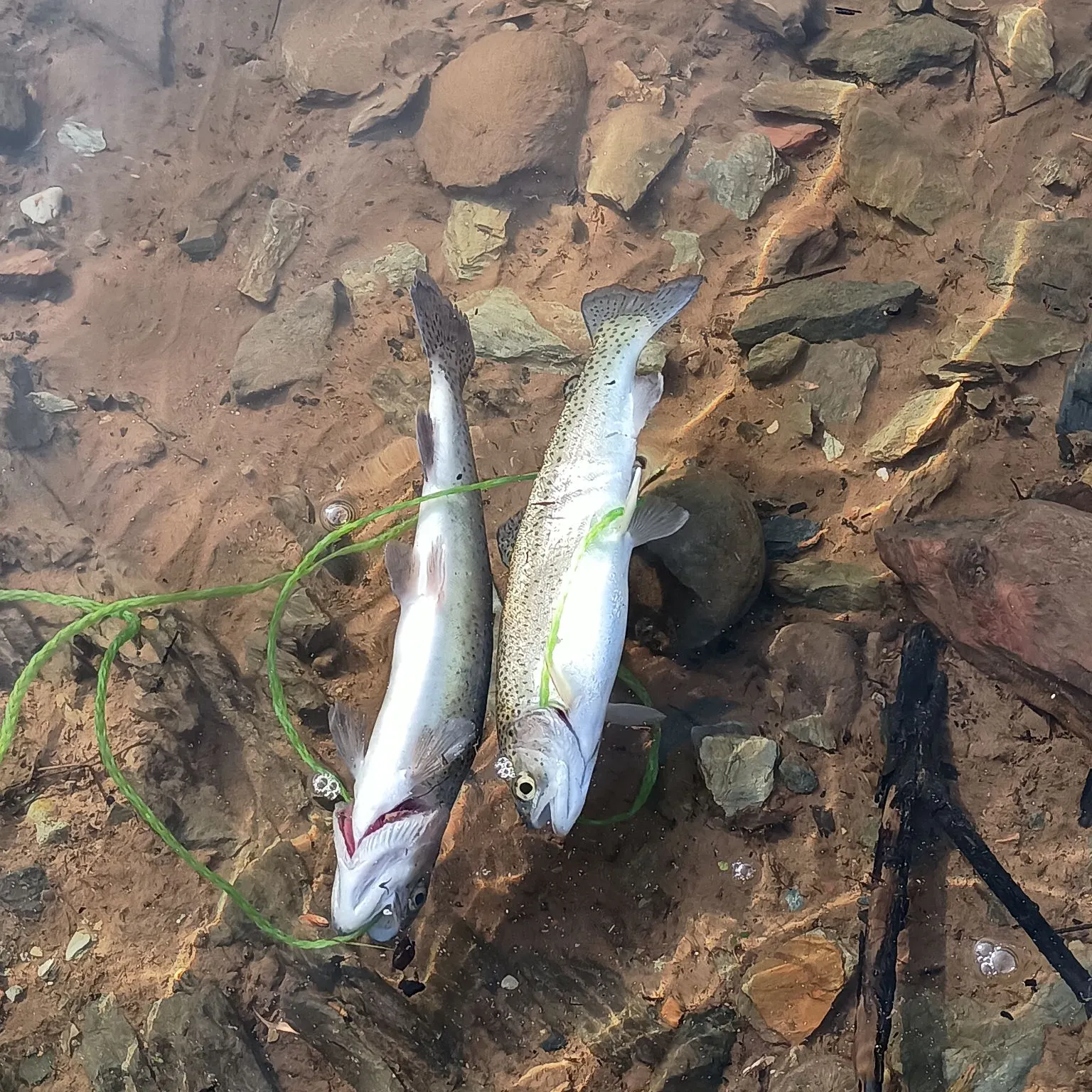 recently logged catches