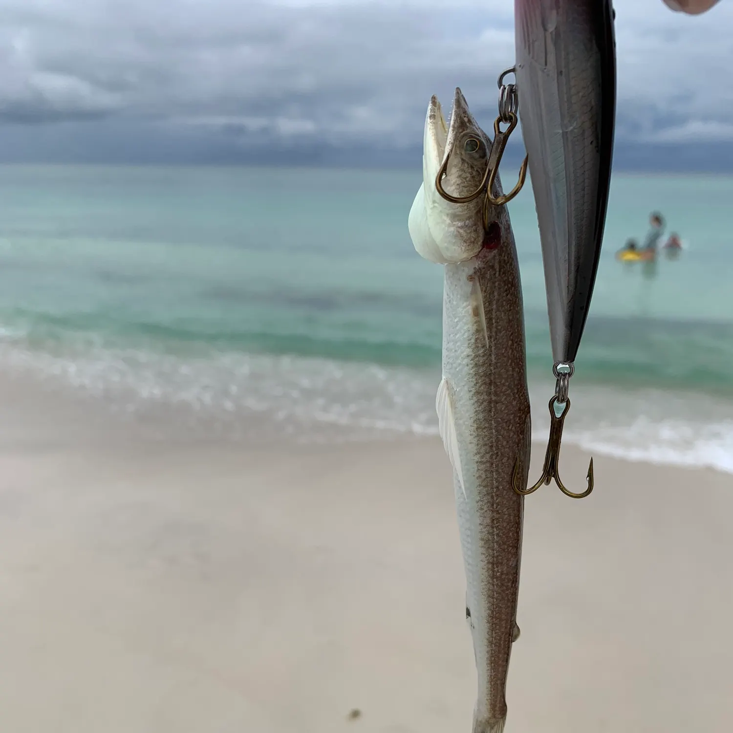 The most recent Inshore lizardfish catches on Fishbrain