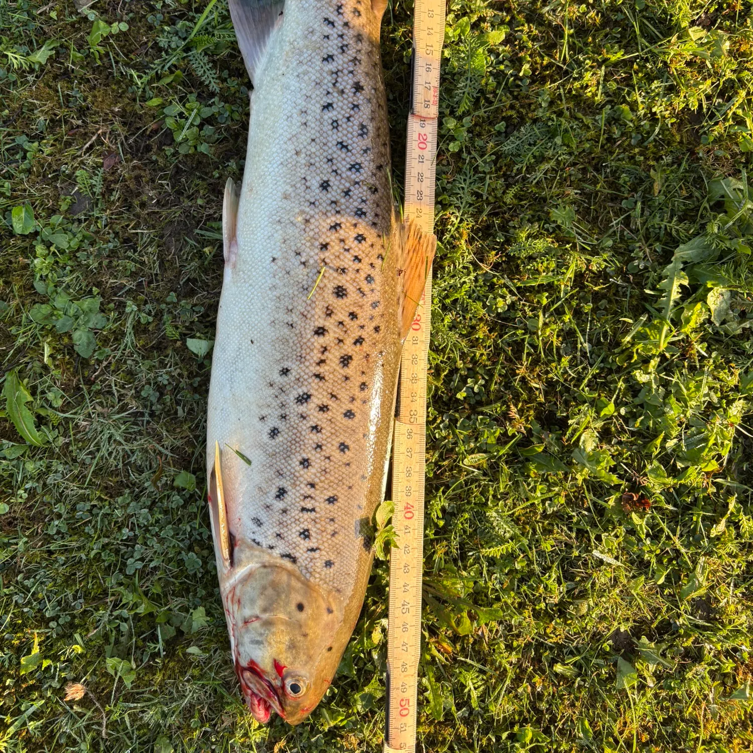 Fish caught on Fishbrain