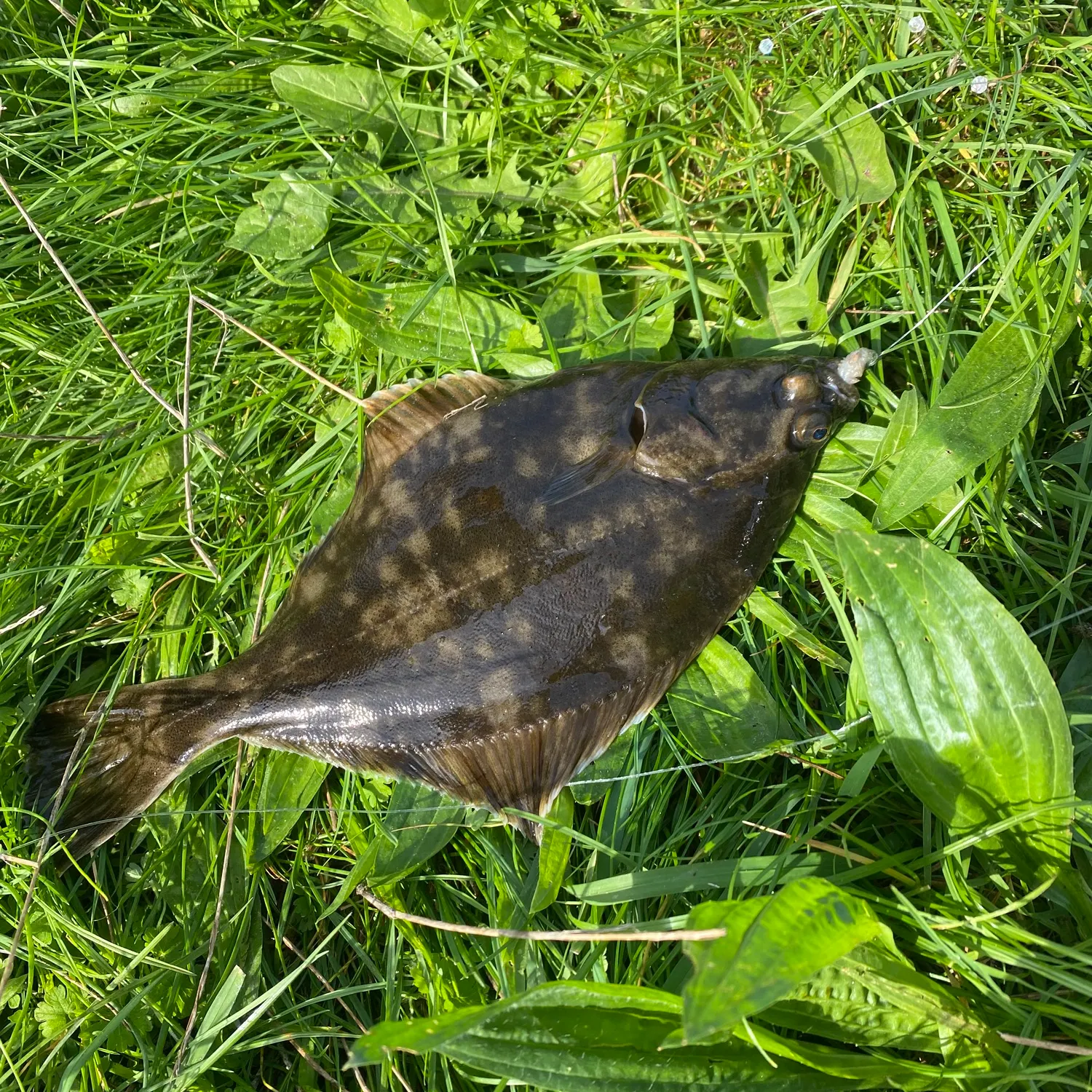The most recent European flounder catches on Fishbrain