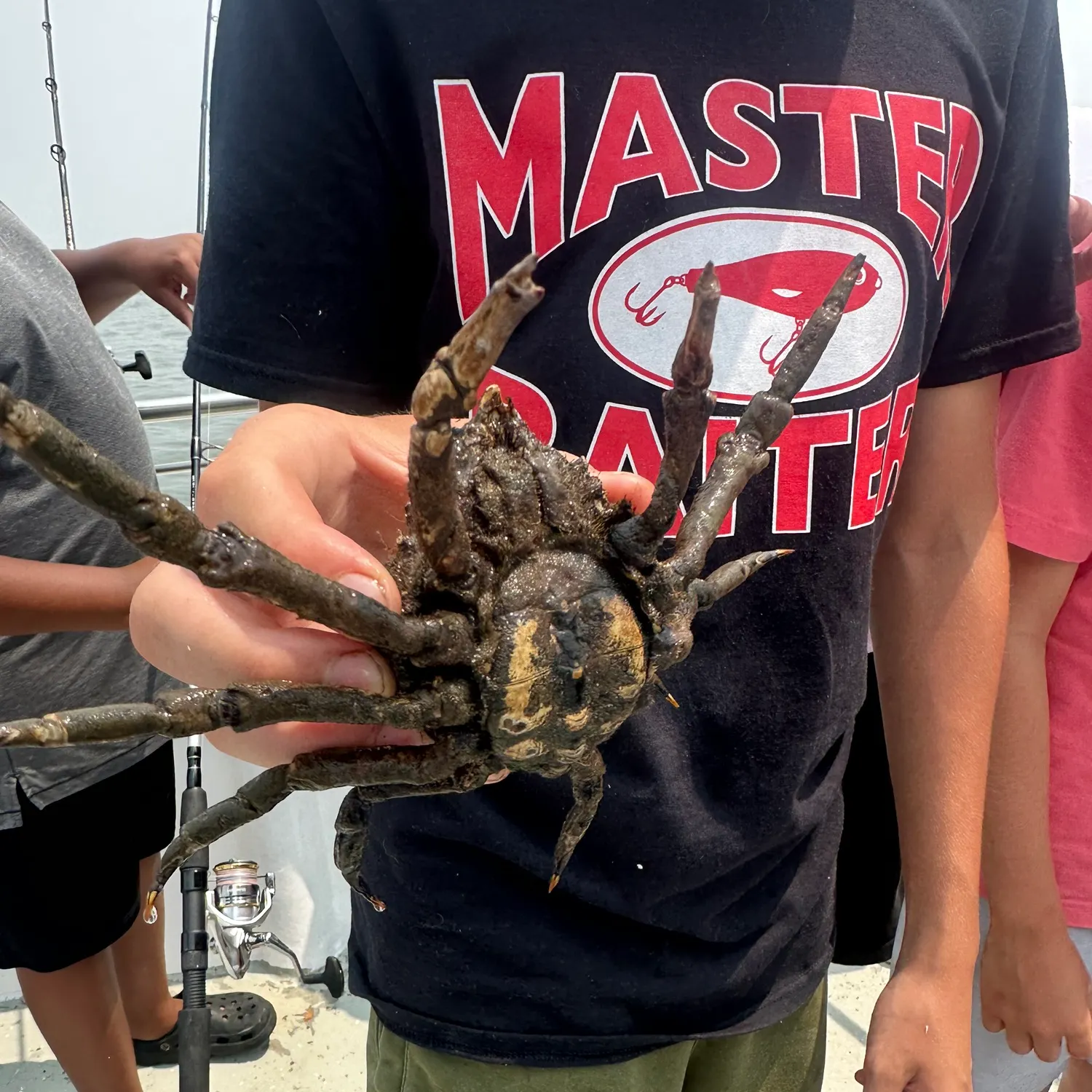 The most recent European spider crab catches on Fishbrain