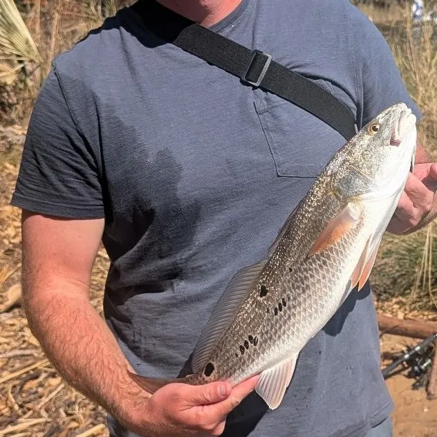 Red drum caught on Fishbrain