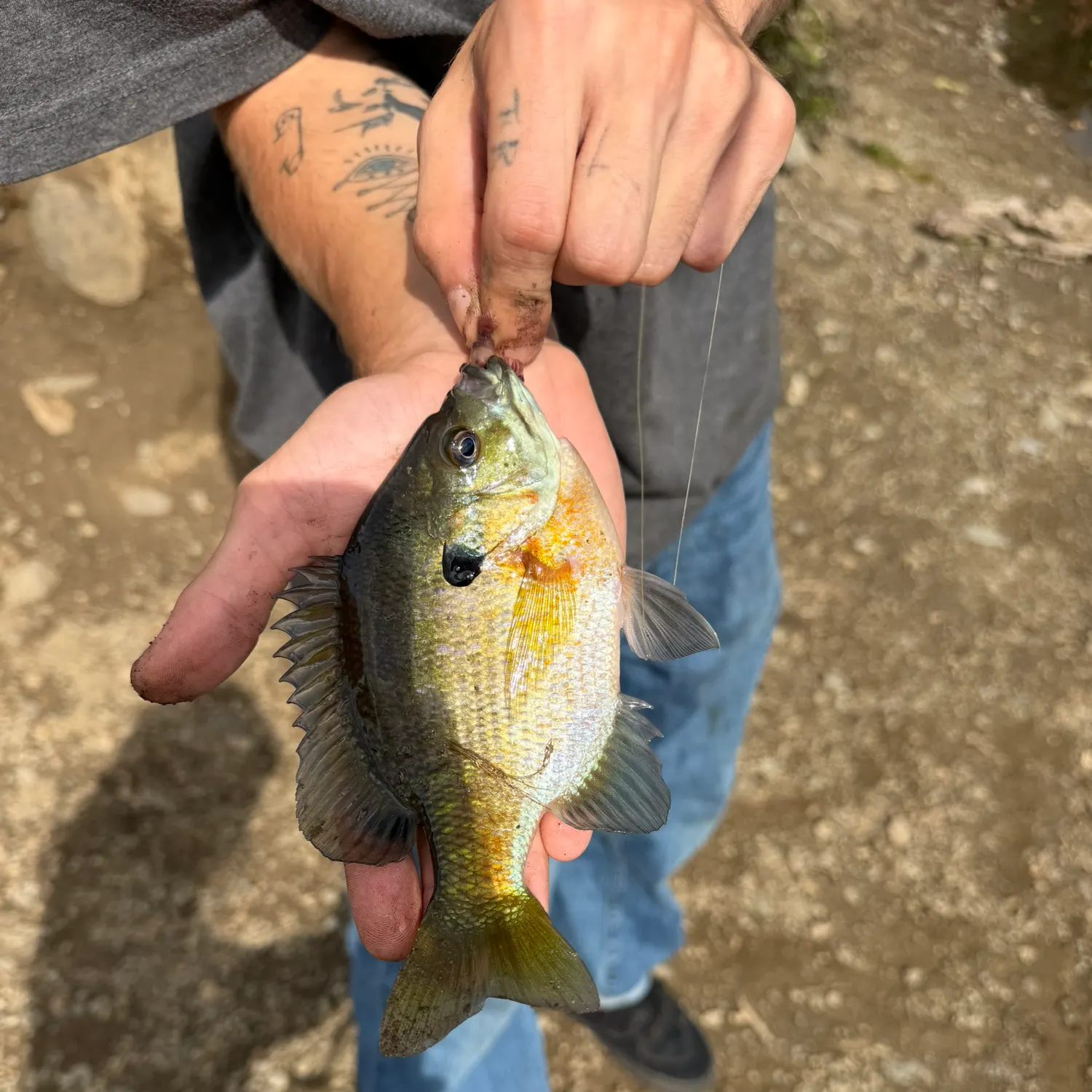 Bluegill caught on Fishbrain