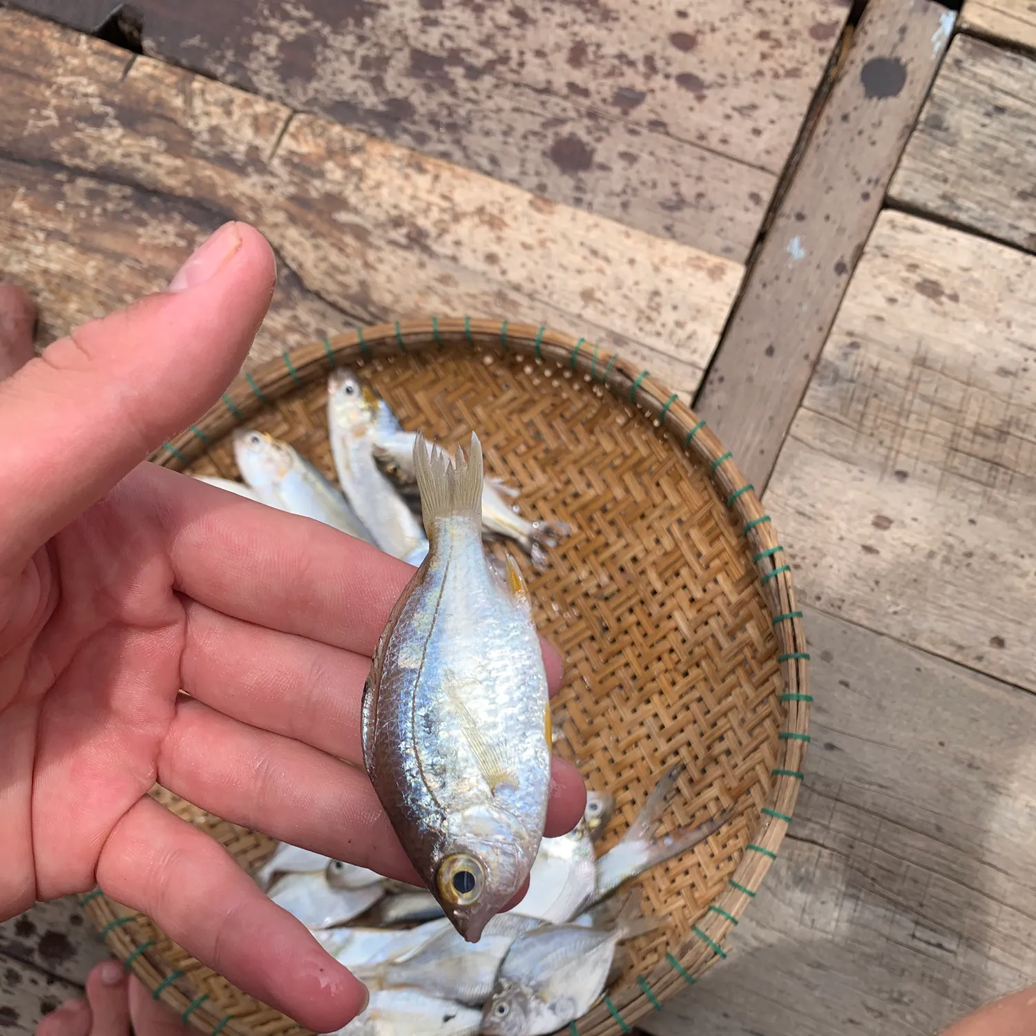 The most recent Decorated ponyfish catches on Fishbrain