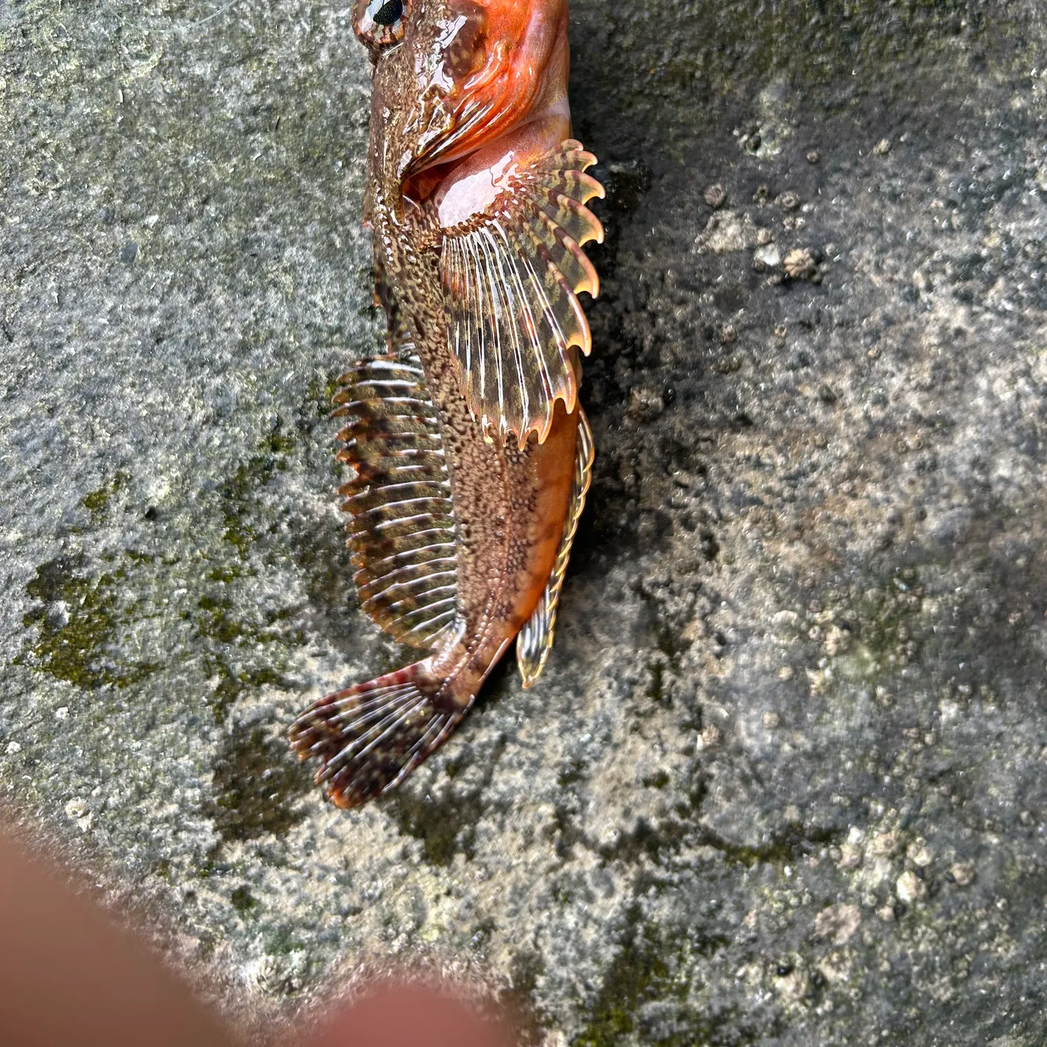 The most recent Roughback sculpin catches on Fishbrain