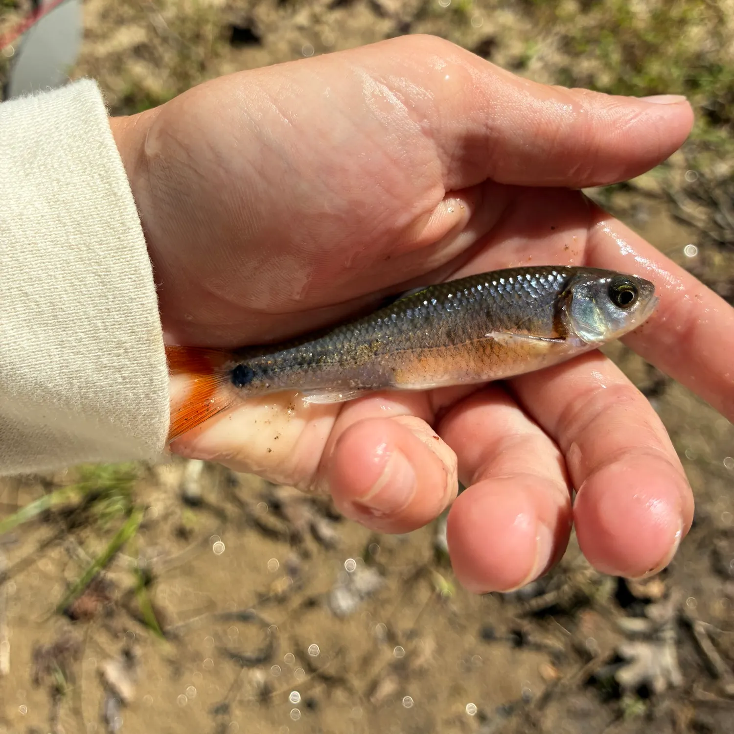 The most recent Topeka shiner catches on Fishbrain