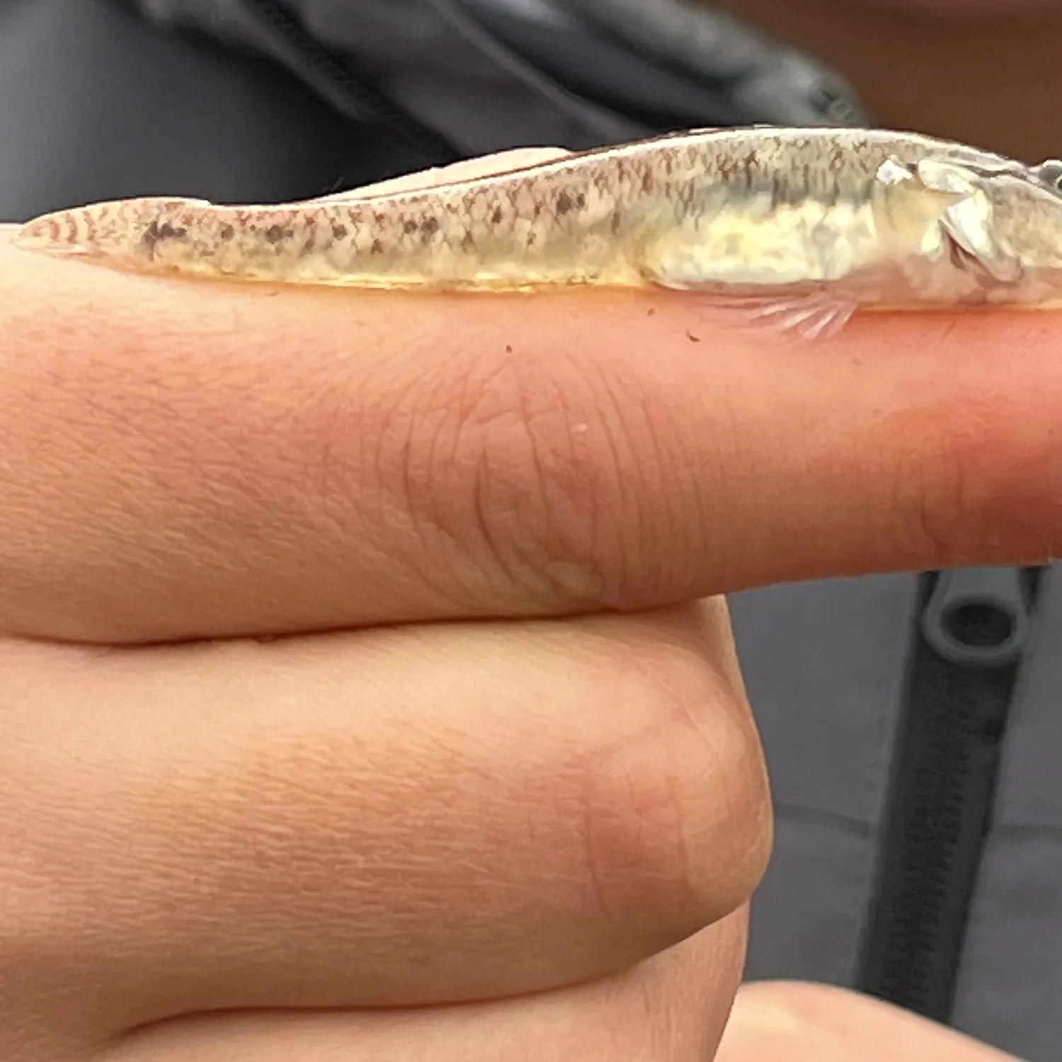 The most recent Sand goby catches on Fishbrain