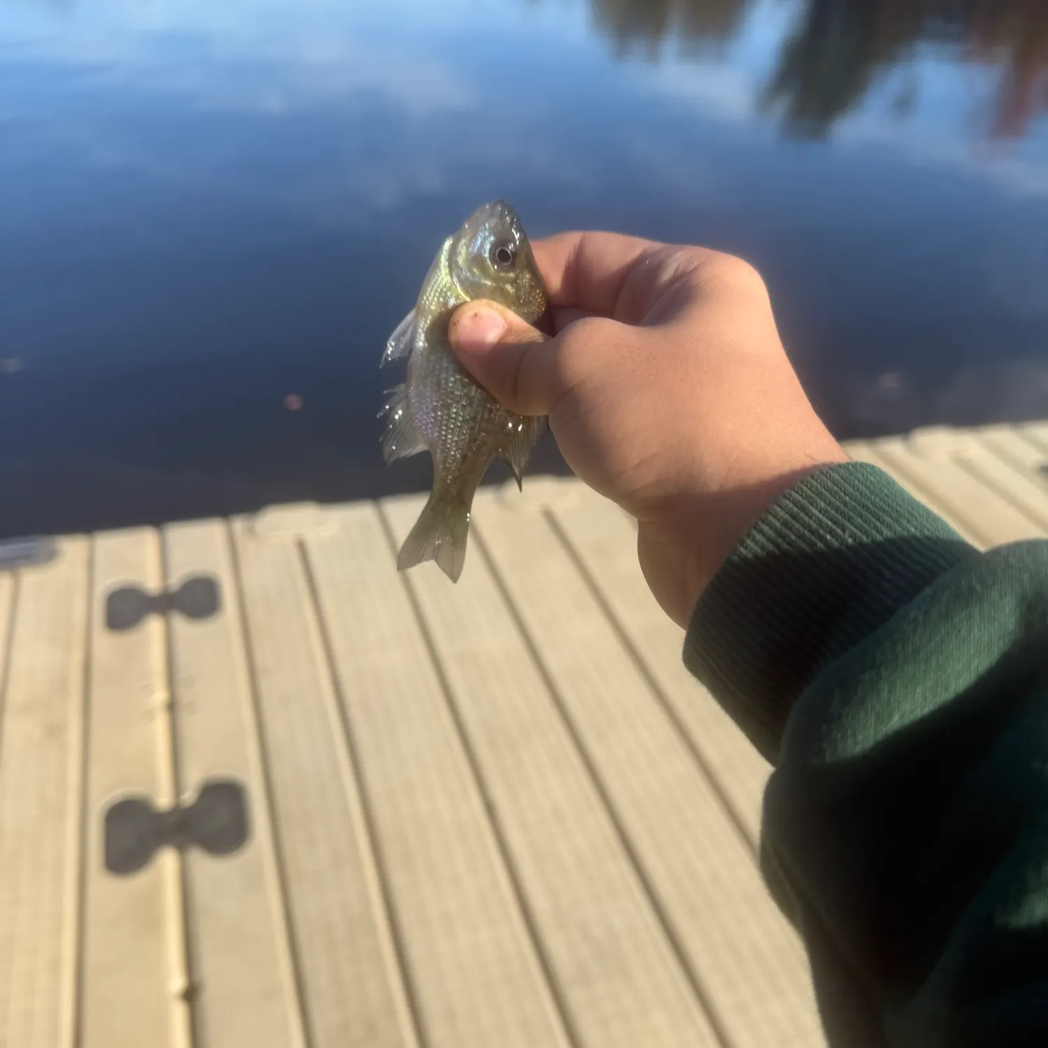 Bluegill caught on Fishbrain