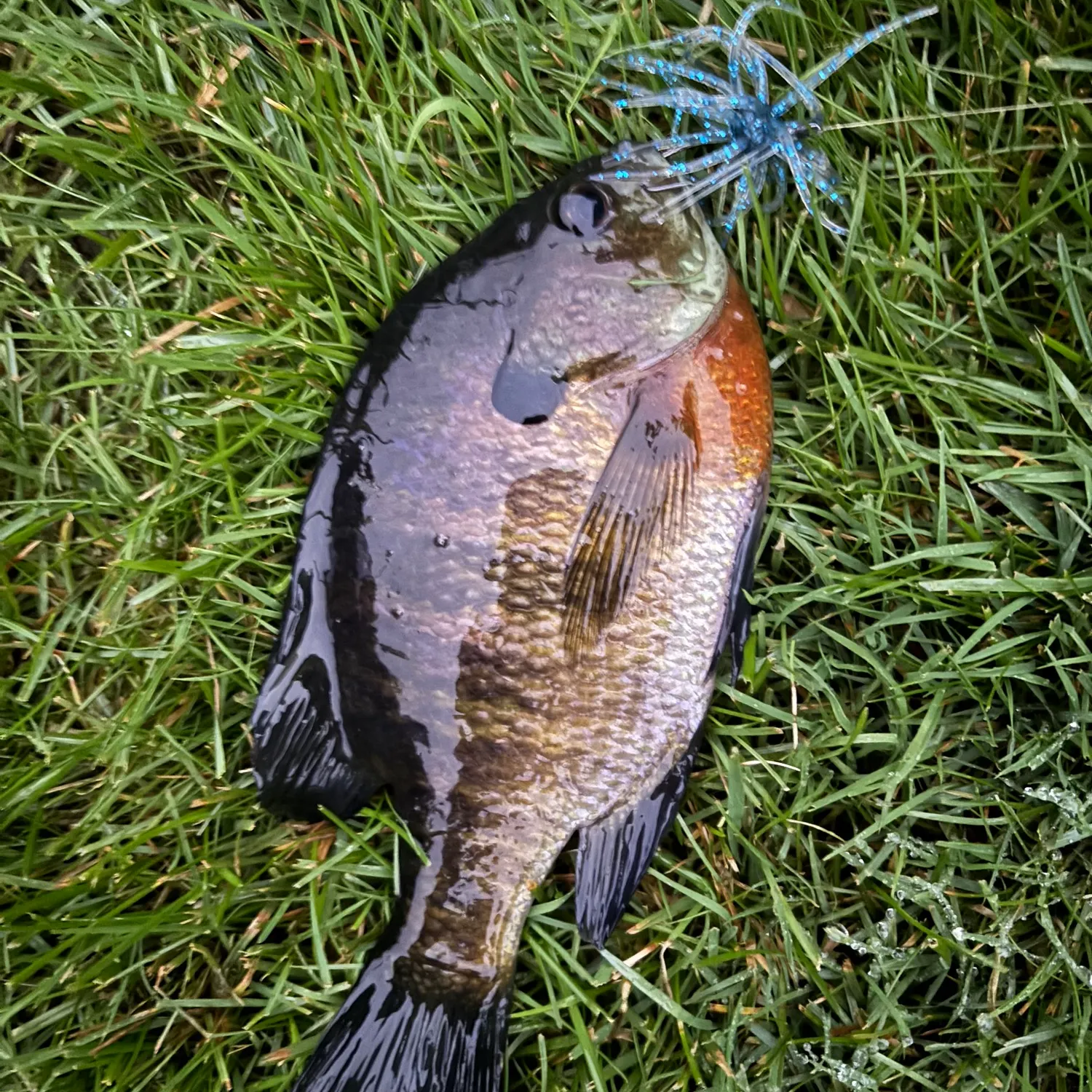 Bluegill caught on Fishbrain