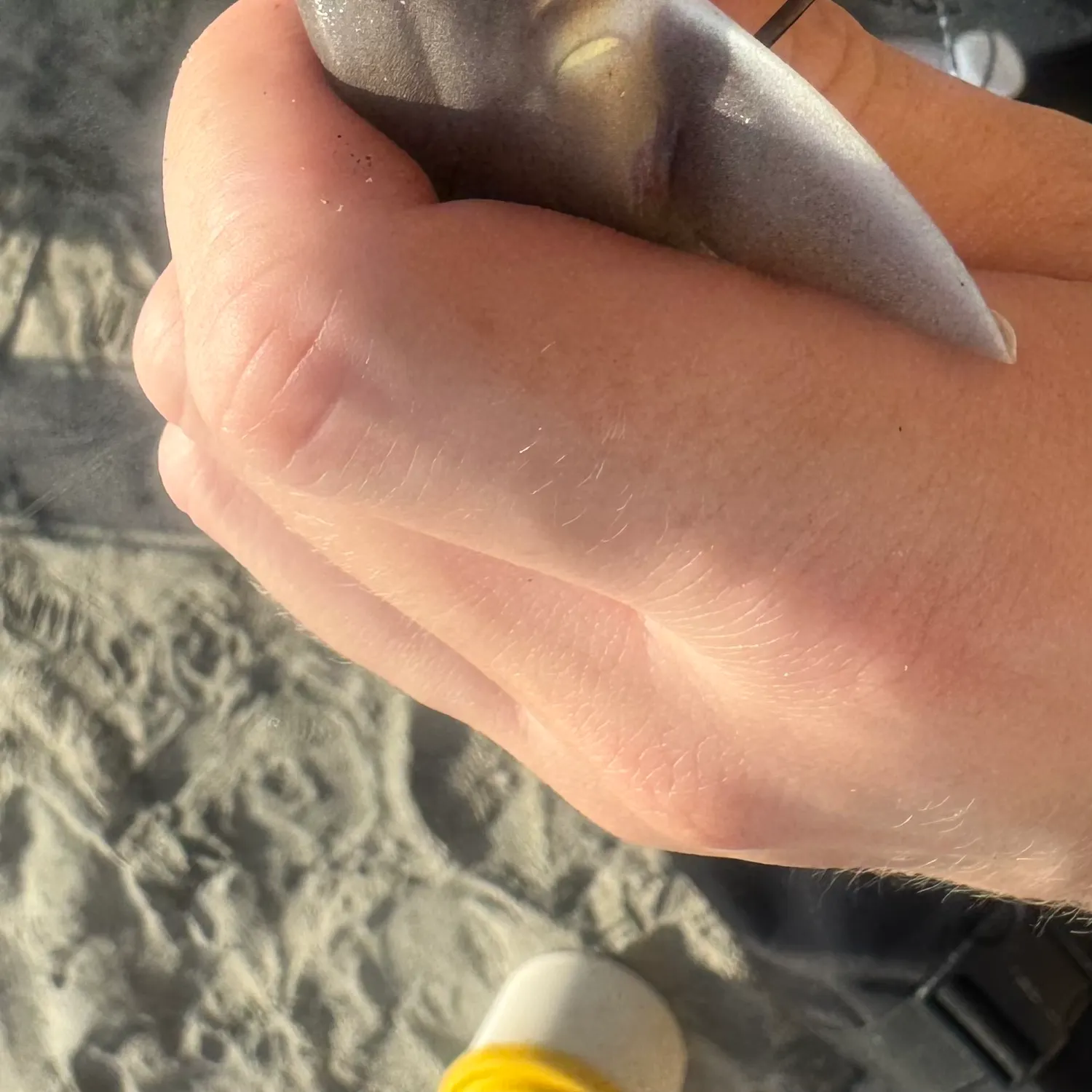 The most recent Grey smooth-hound catches on Fishbrain