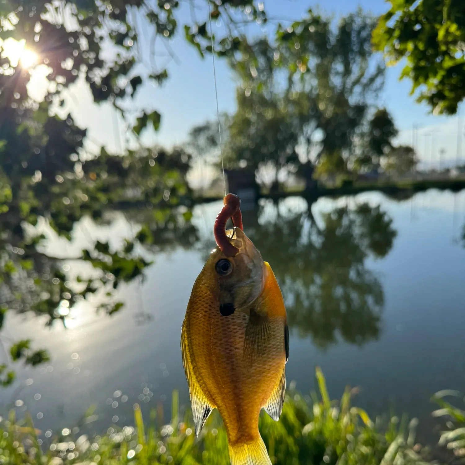 Bluegill caught on Fishbrain