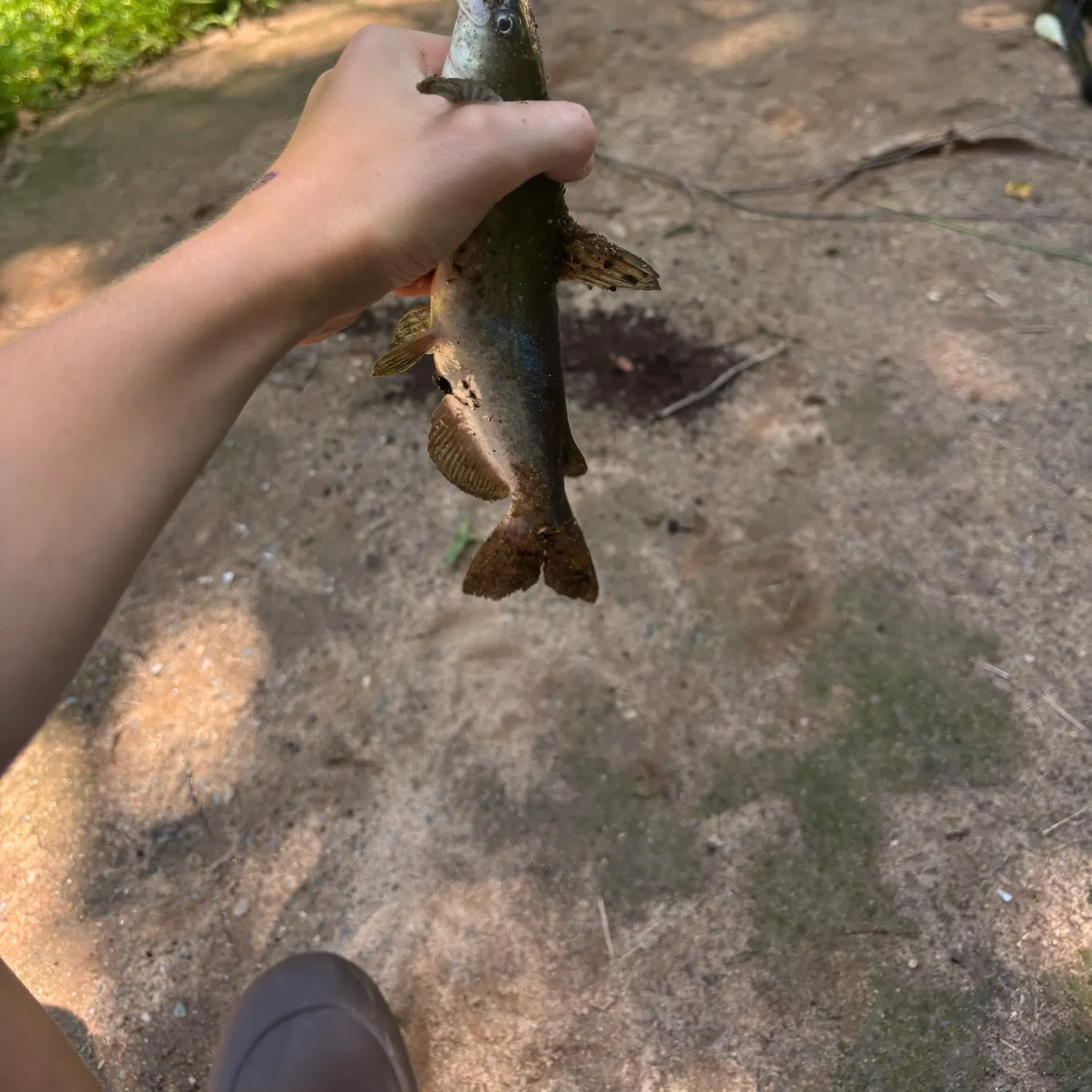 catch