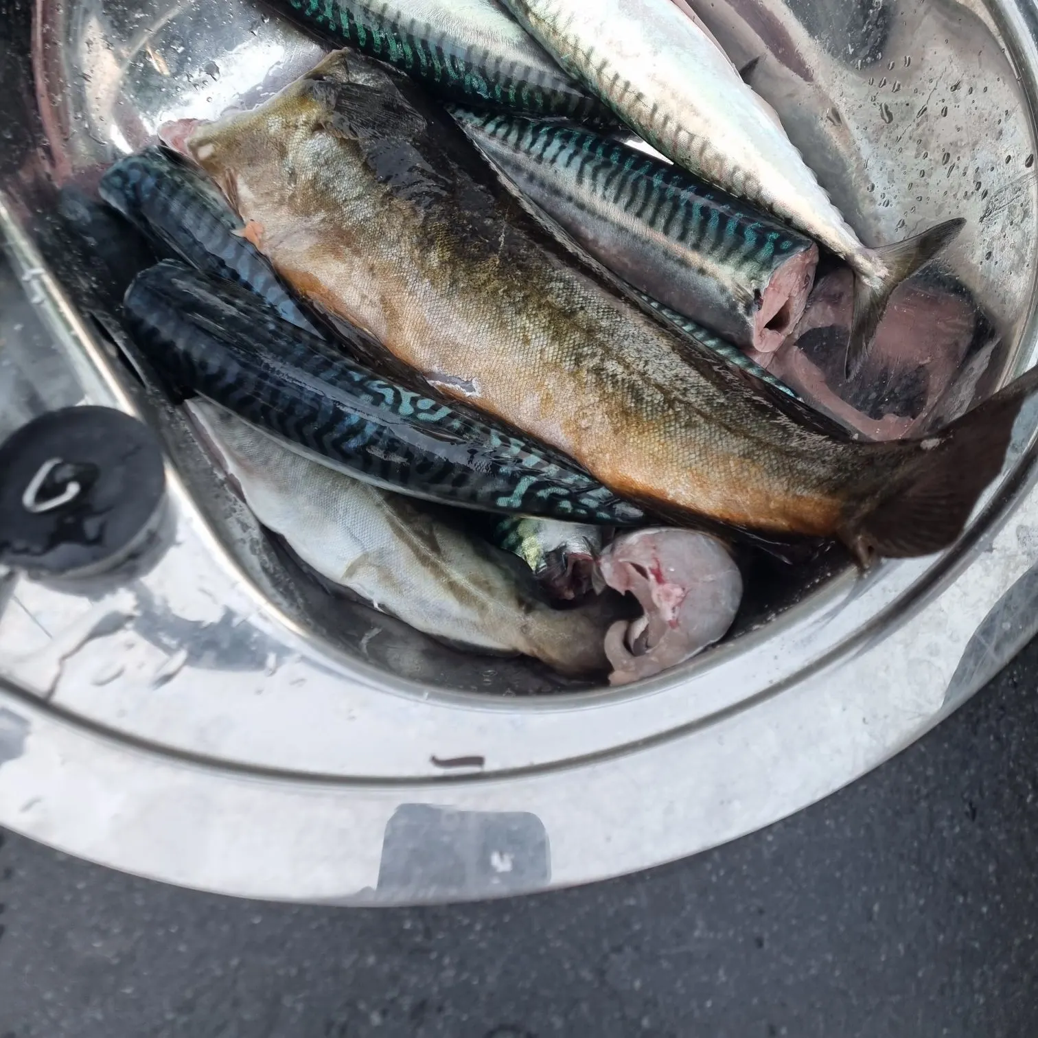 Atlantic horse mackerel caught on Fishbrain