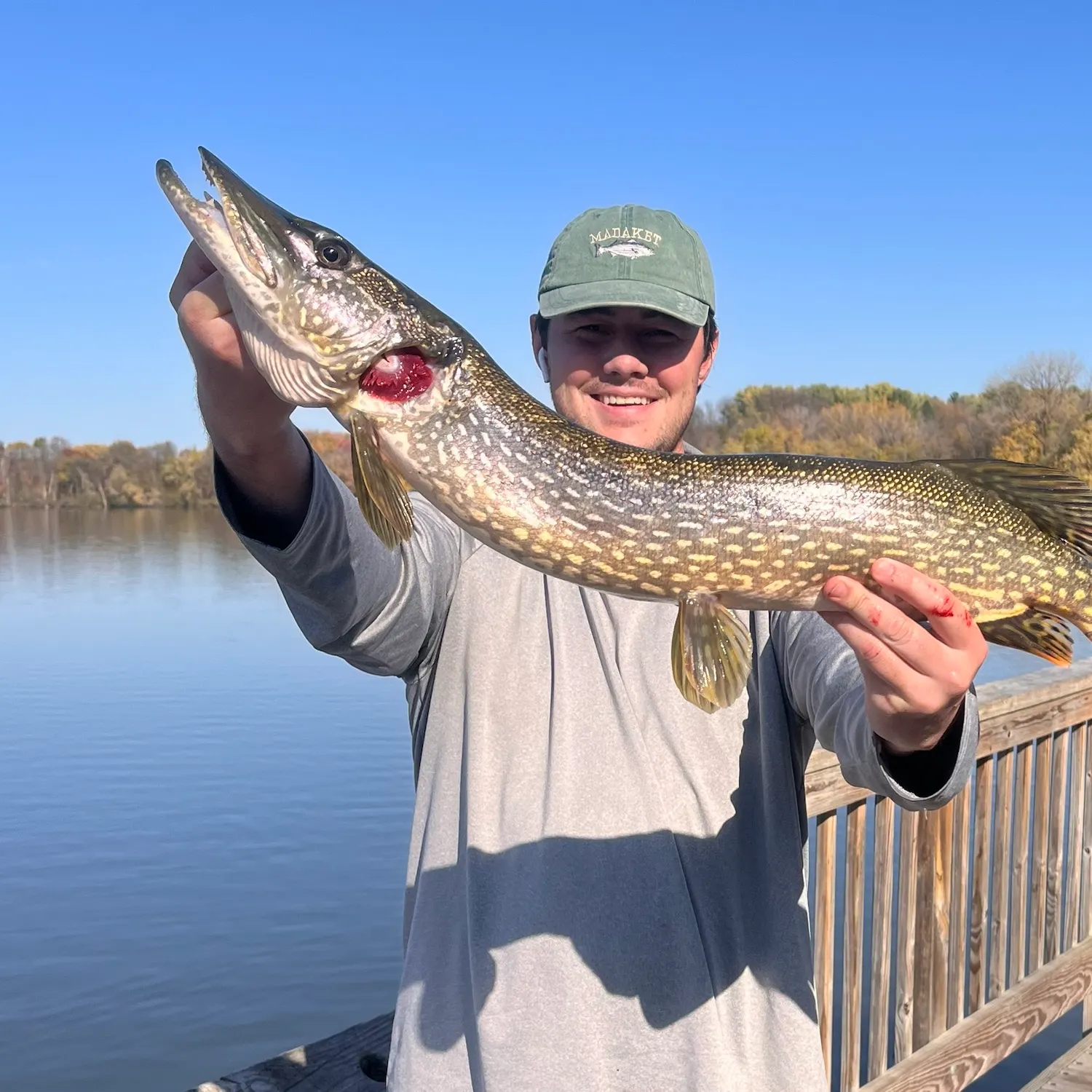 Northern pike caught on Fishbrain