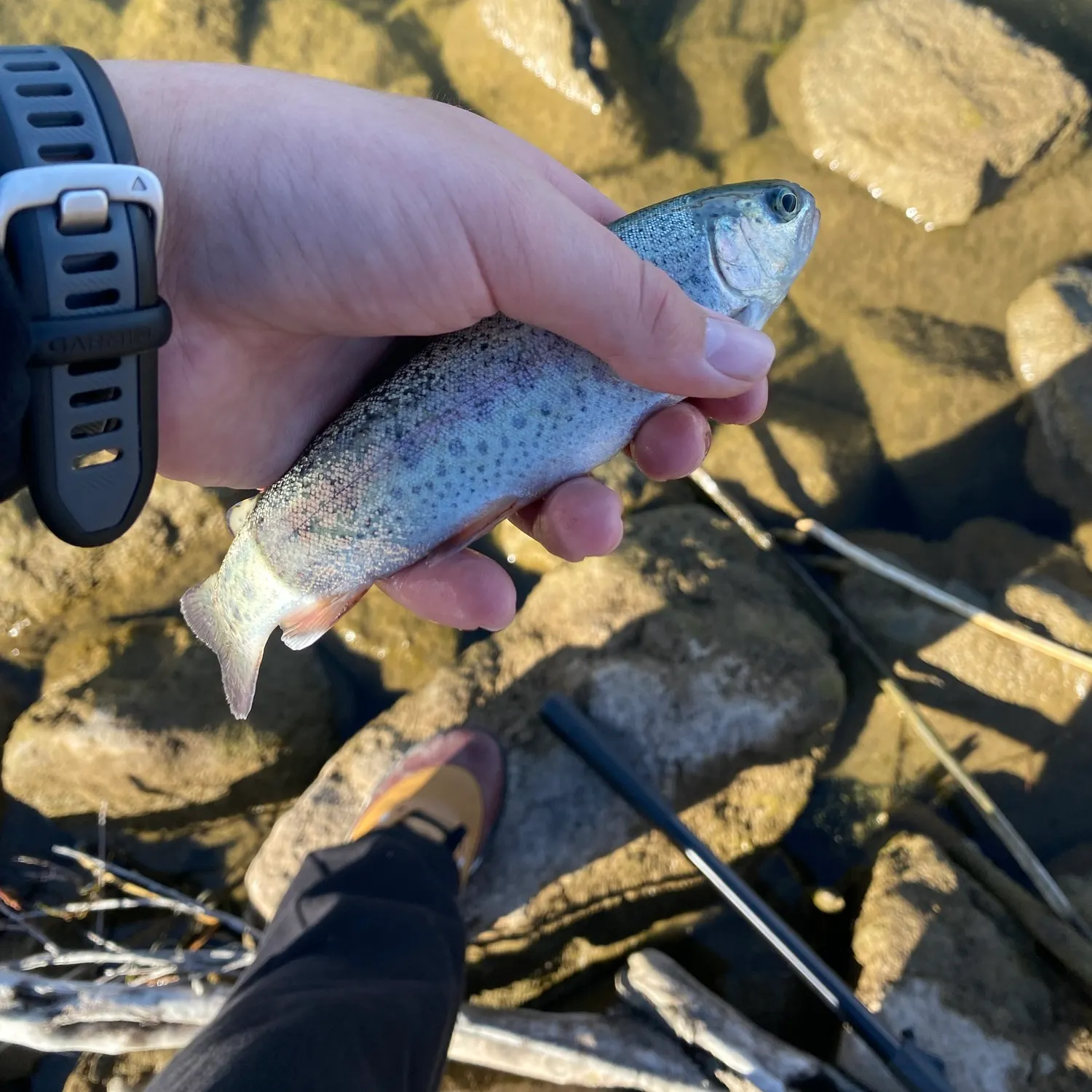 Rainbow trout caught on Fishbrain