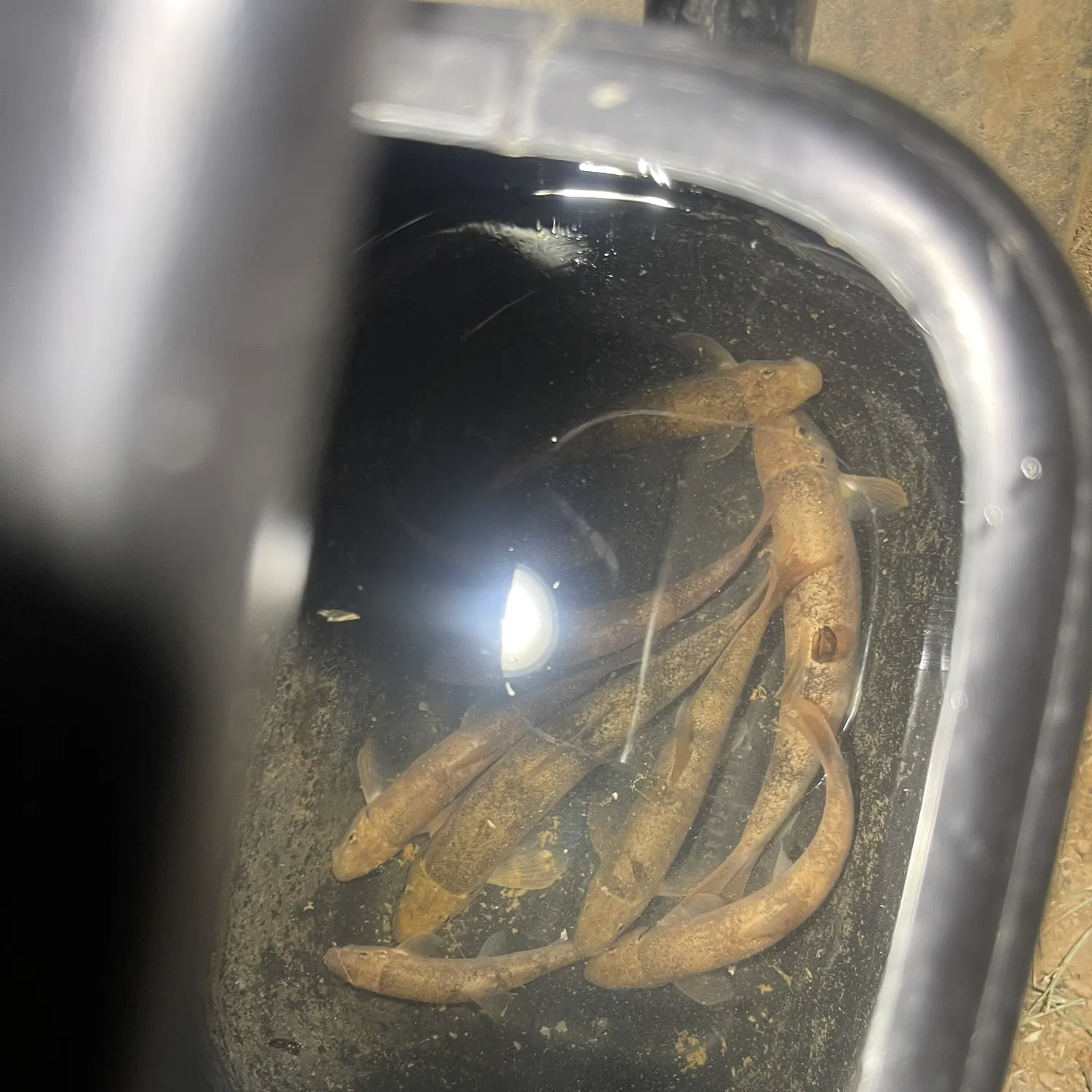 The most recent Flannelmouth sucker catches on Fishbrain