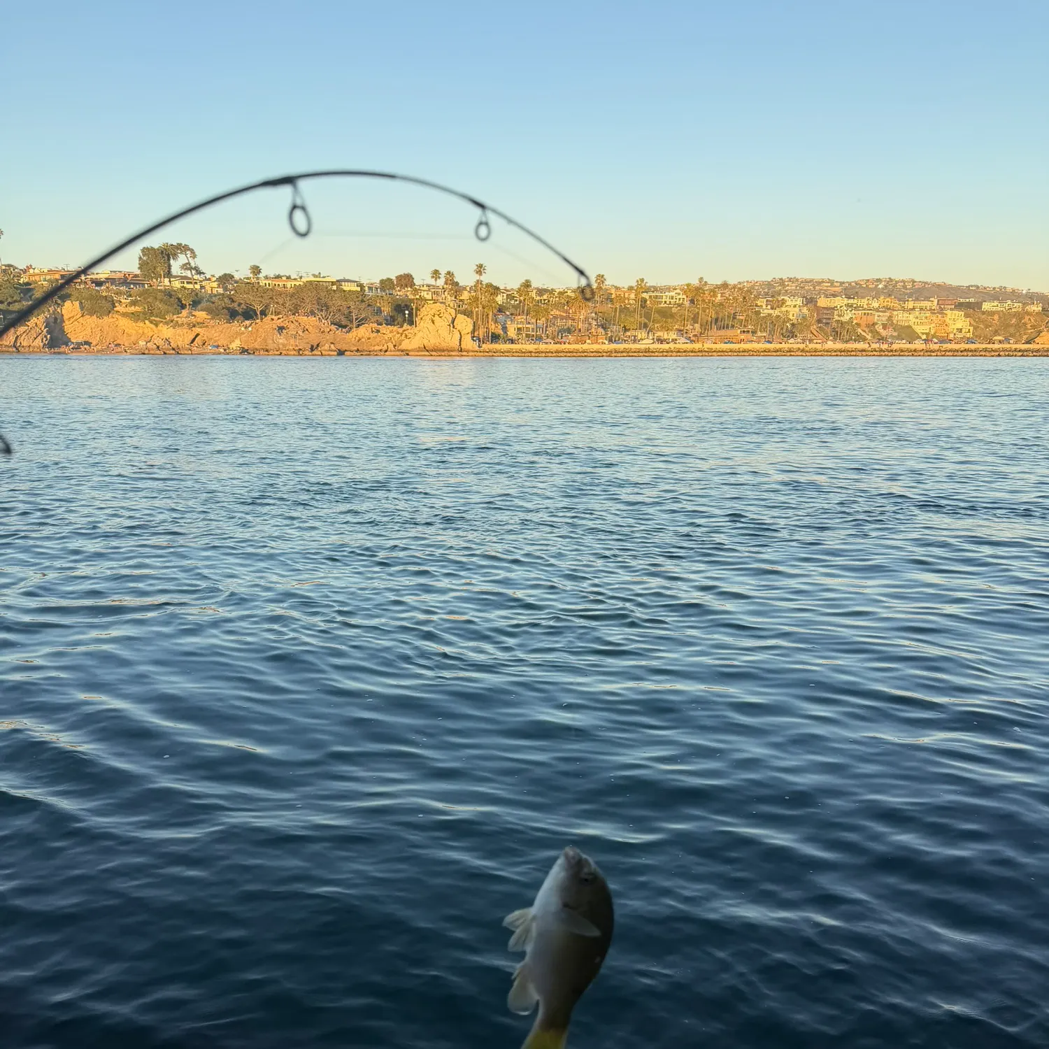 The most recent Opaleye catches on Fishbrain