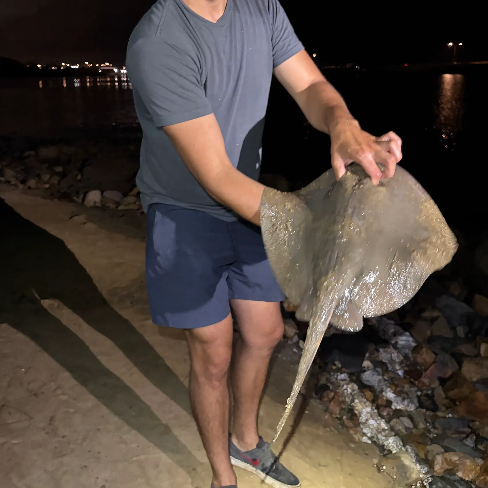 The most recent Common stingaree catches on Fishbrain