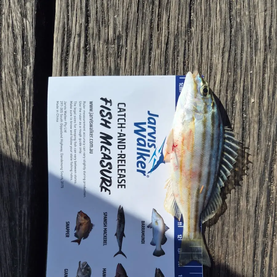 Fish caught on Fishbrain