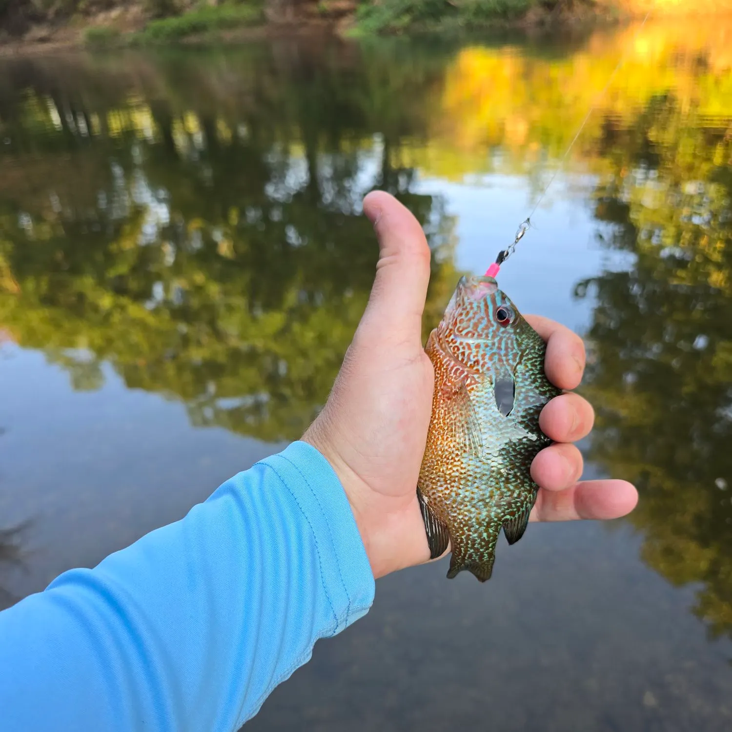 Longear sunfish caught on Fishbrain