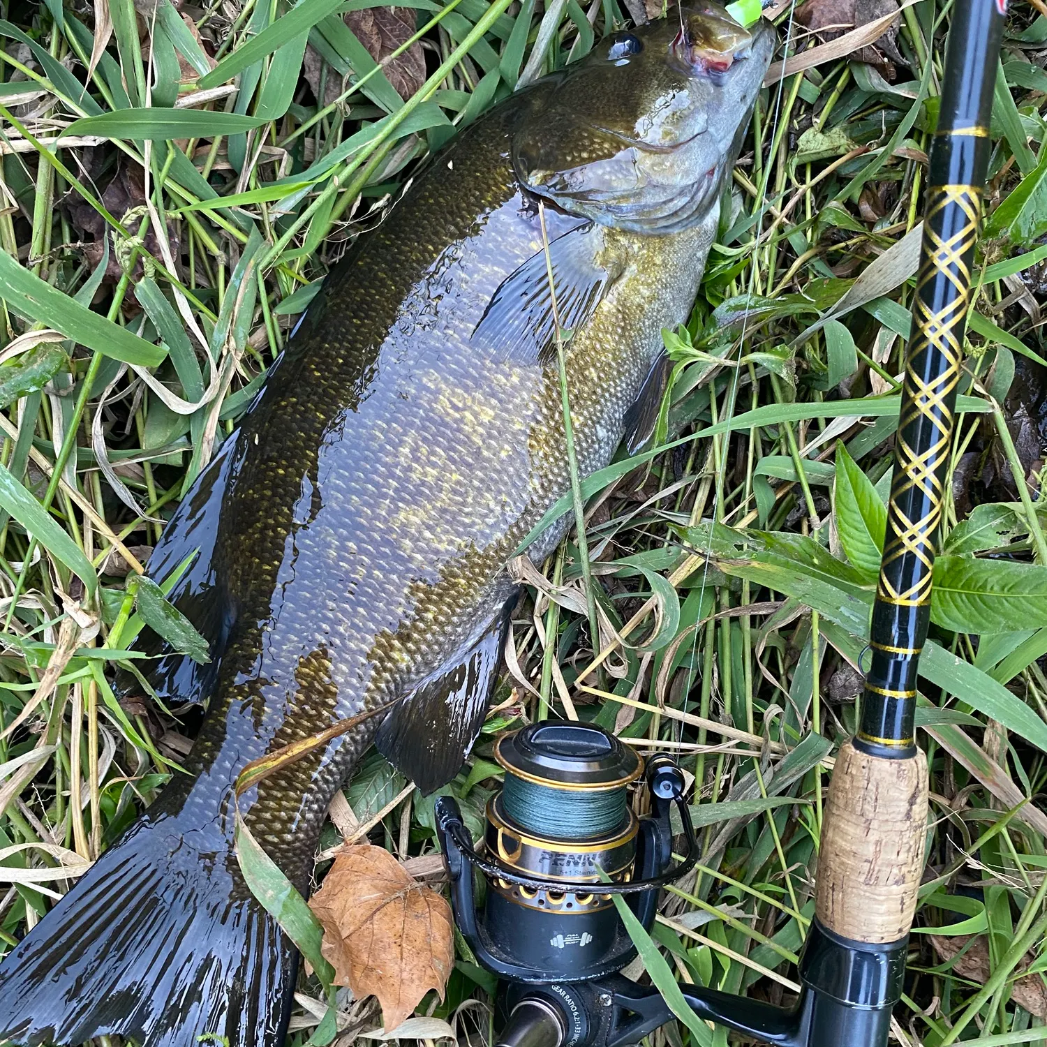 Smallmouth bass caught on Fishbrain