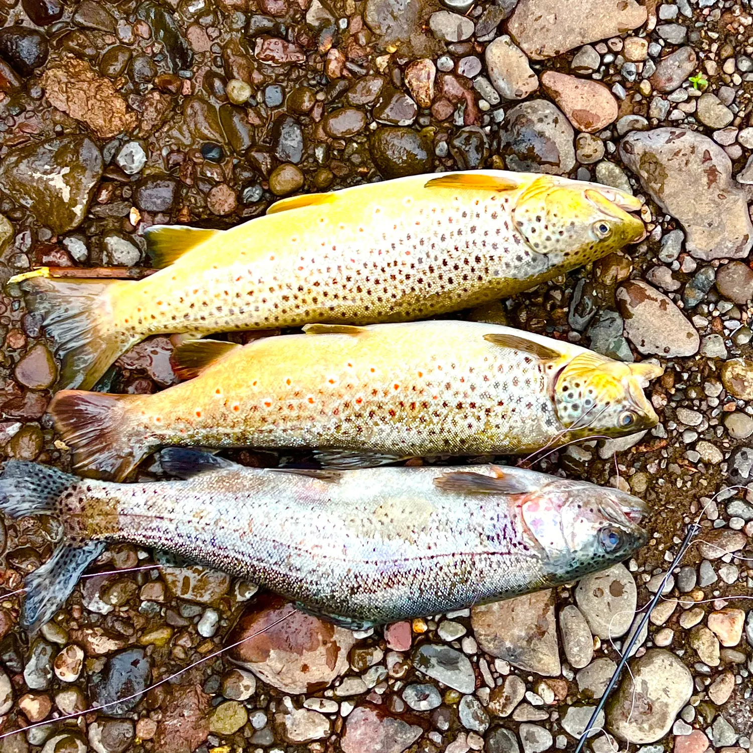 recently logged catches