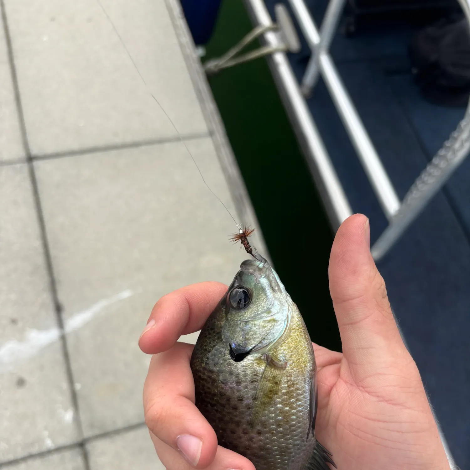 Bluegill caught on Fishbrain