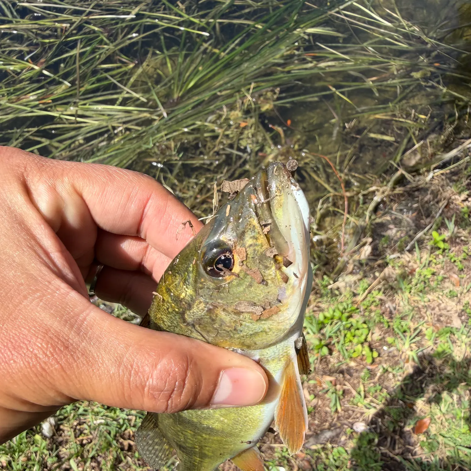 Butterfly peacock bass caught on Fishbrain