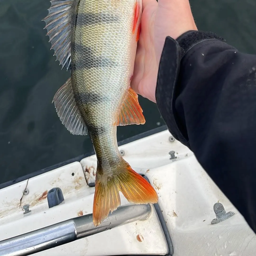 European perch caught on Fishbrain