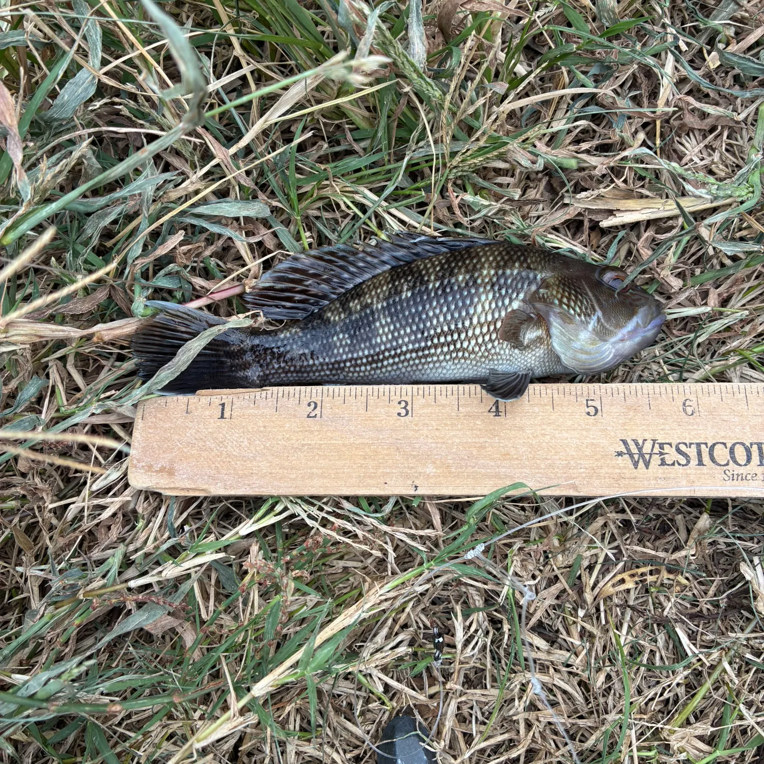 Black sea bass caught on Fishbrain