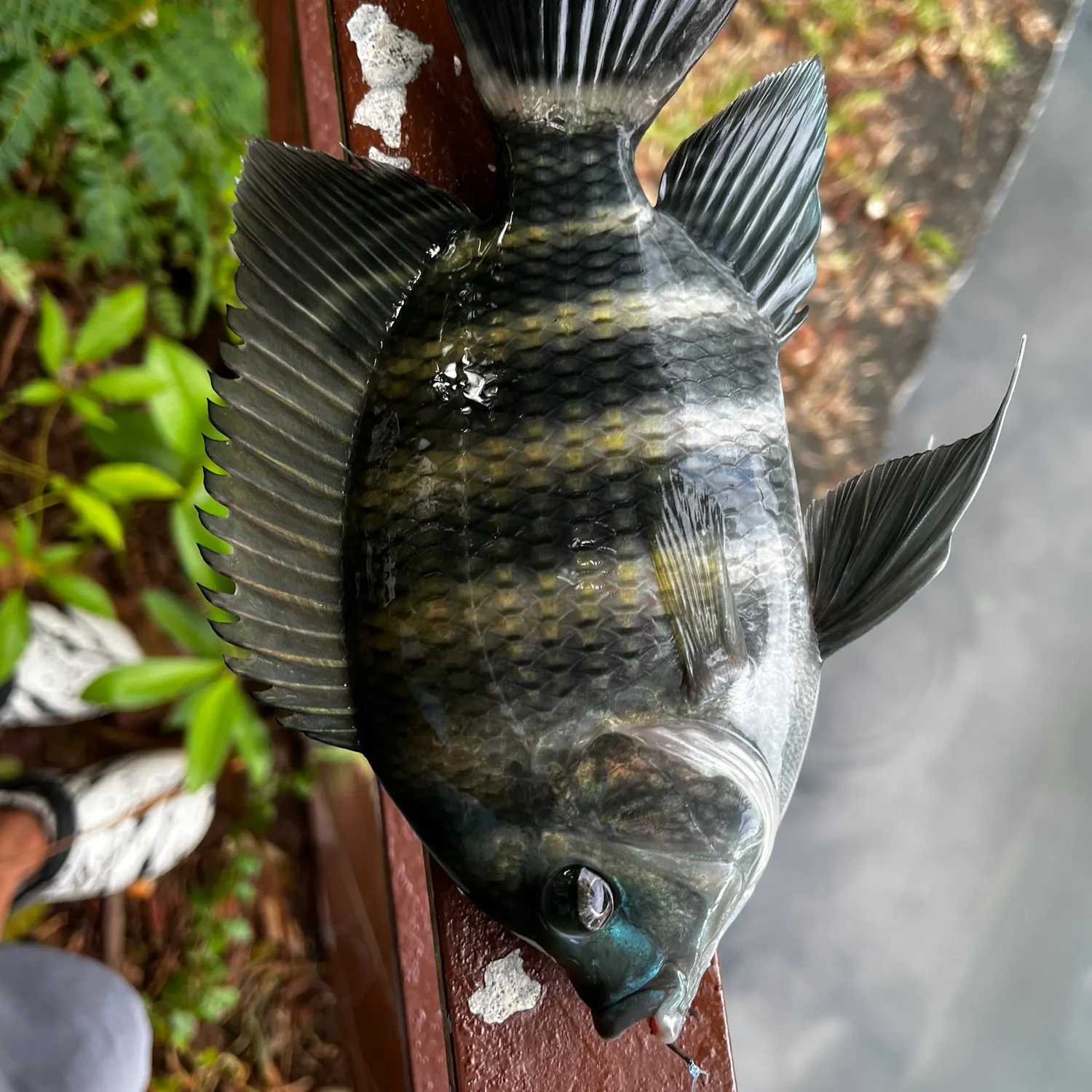 The most recent Zebra tilapia catches on Fishbrain