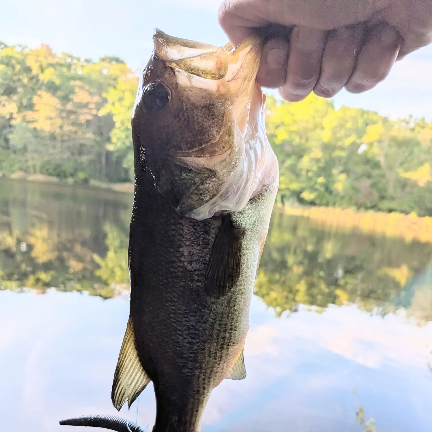 Largemouth bass caught on Fishbrain