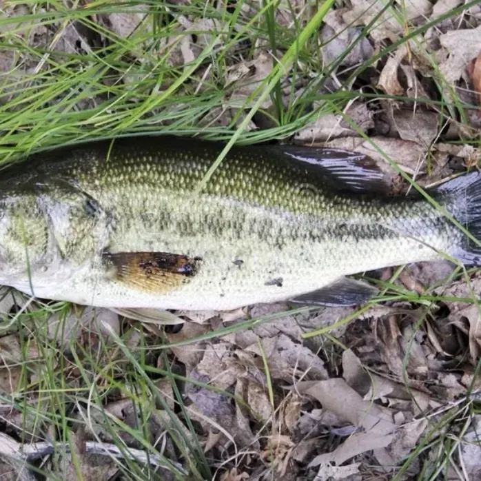 Largemouth bass caught on Fishbrain