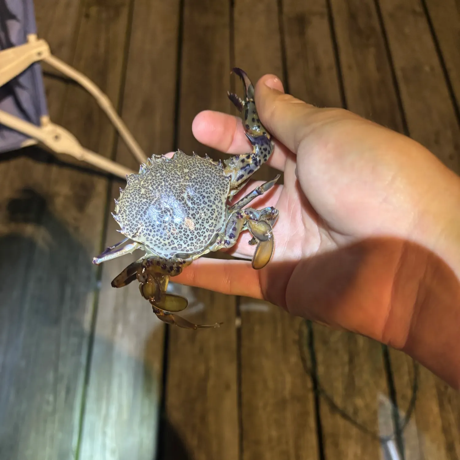 The most recent Ocellate lady crab catches on Fishbrain