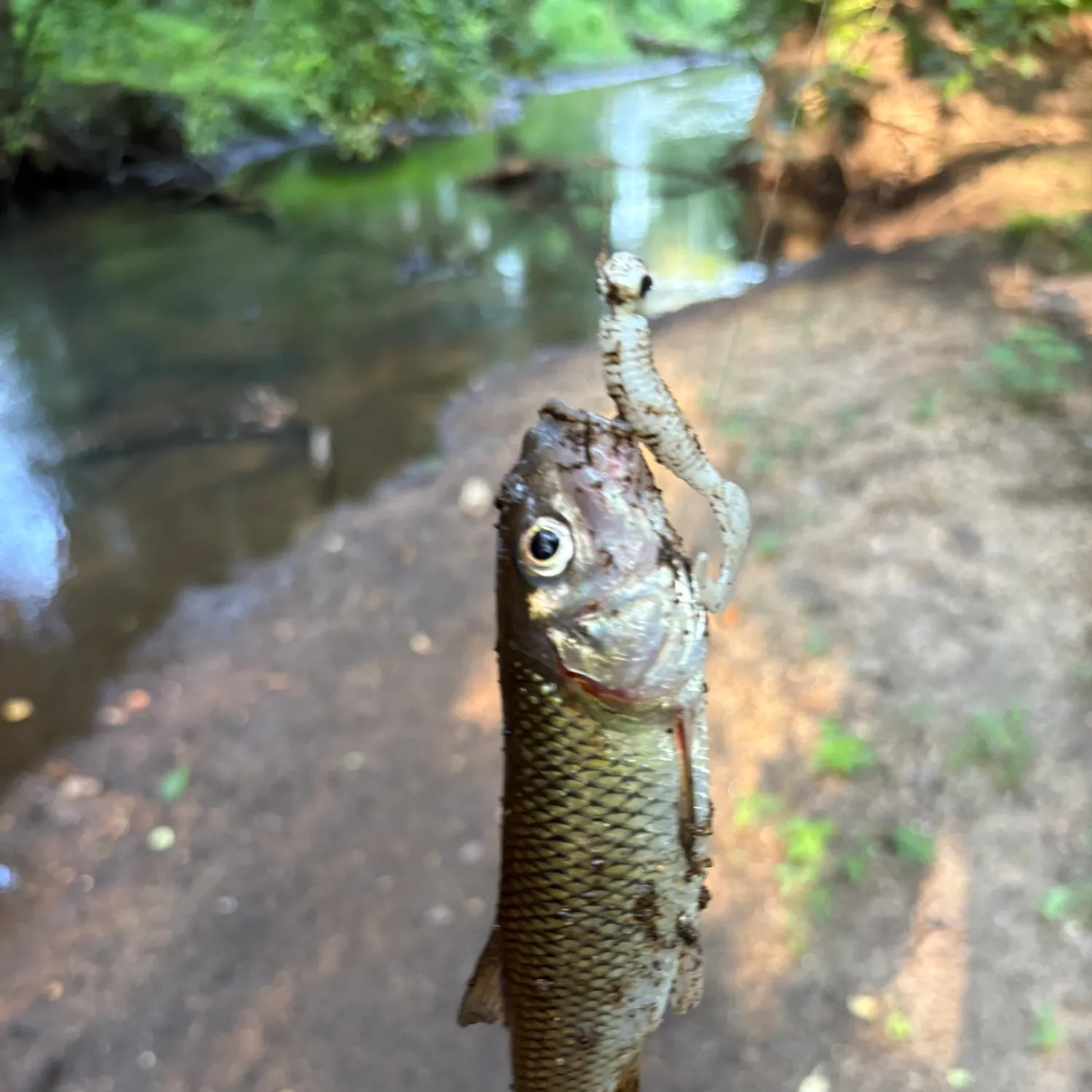 The most recent Fallfish catches on Fishbrain