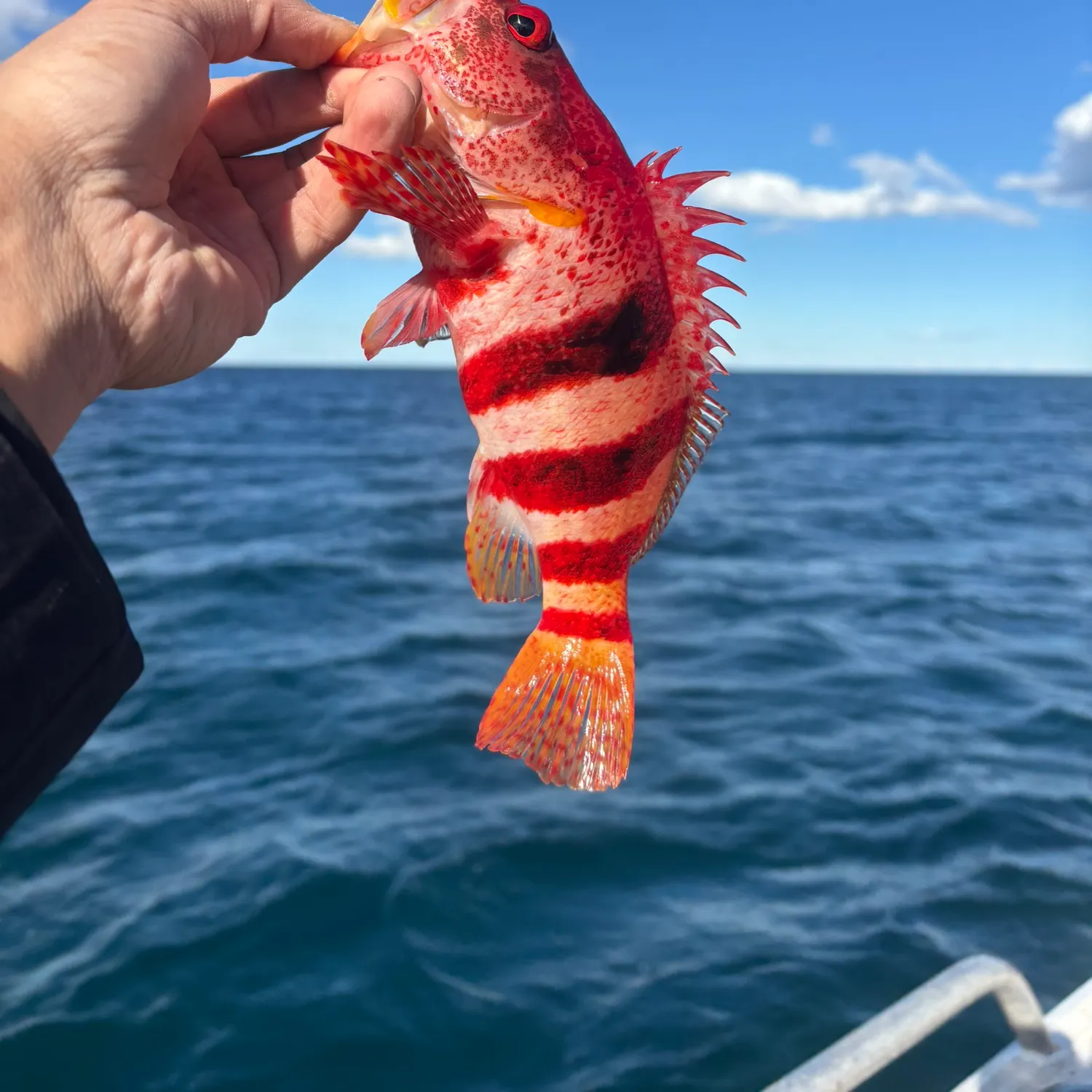 The most recent Banded seaperch catches on Fishbrain