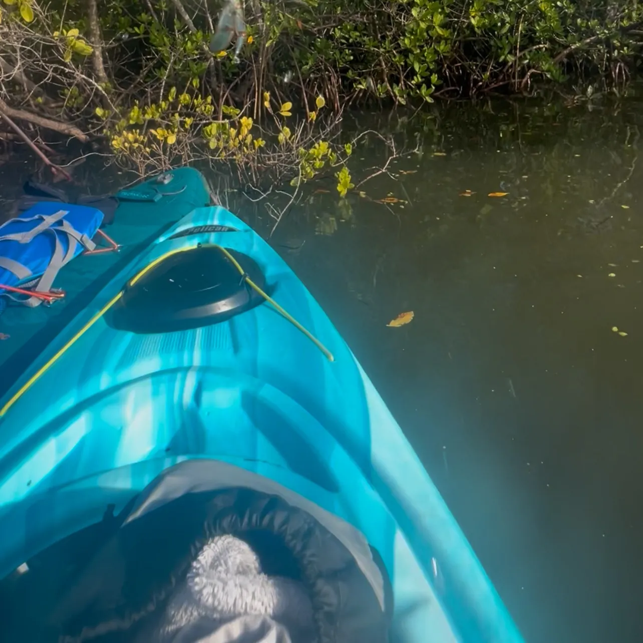 The most recent Blue crab catches on Fishbrain