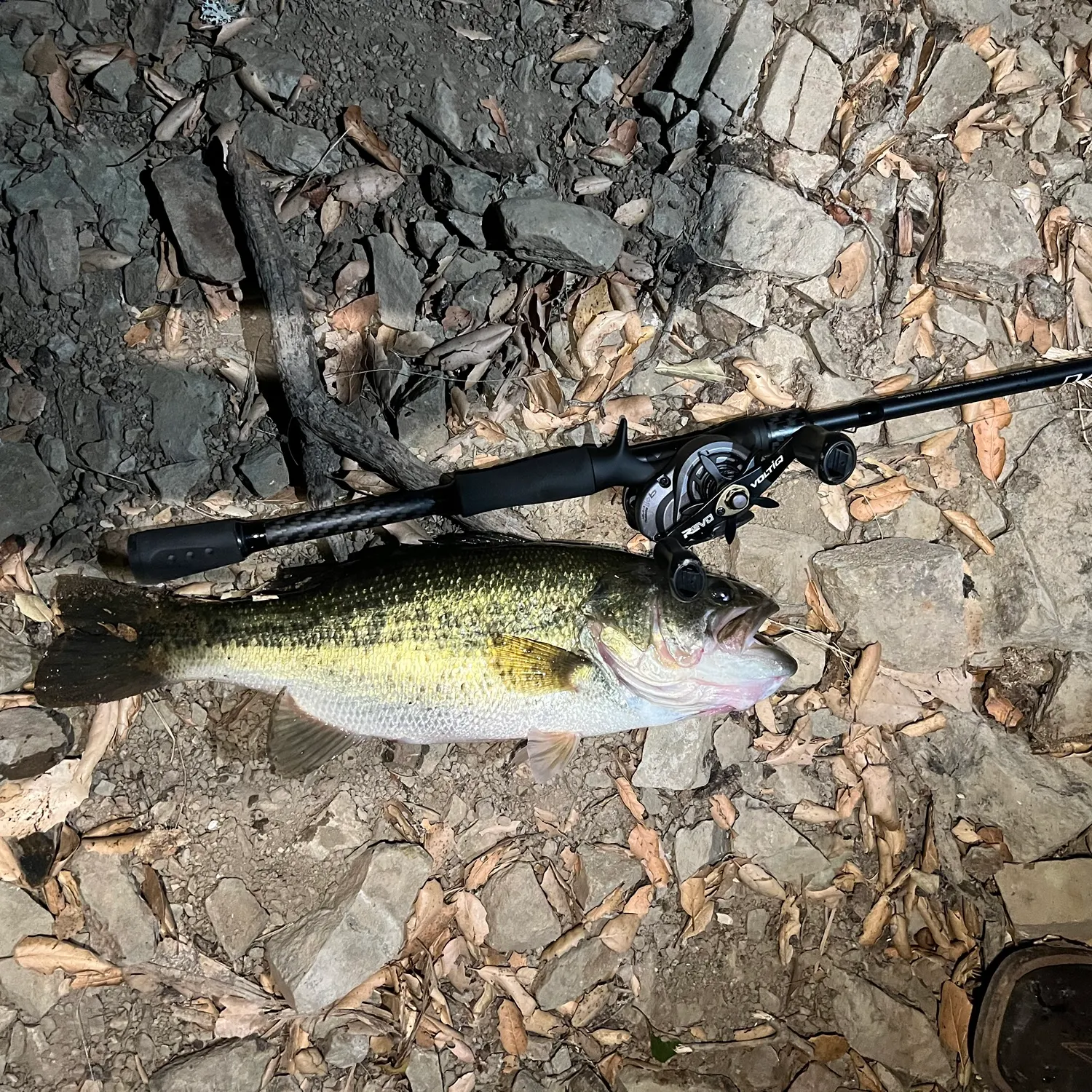 Largemouth bass caught on Fishbrain