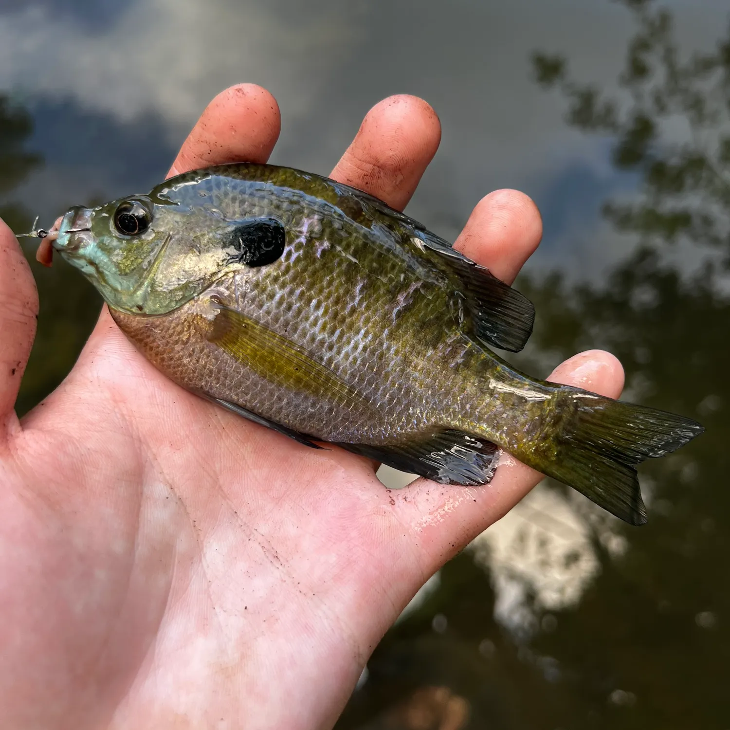 Bluegill caught on Fishbrain