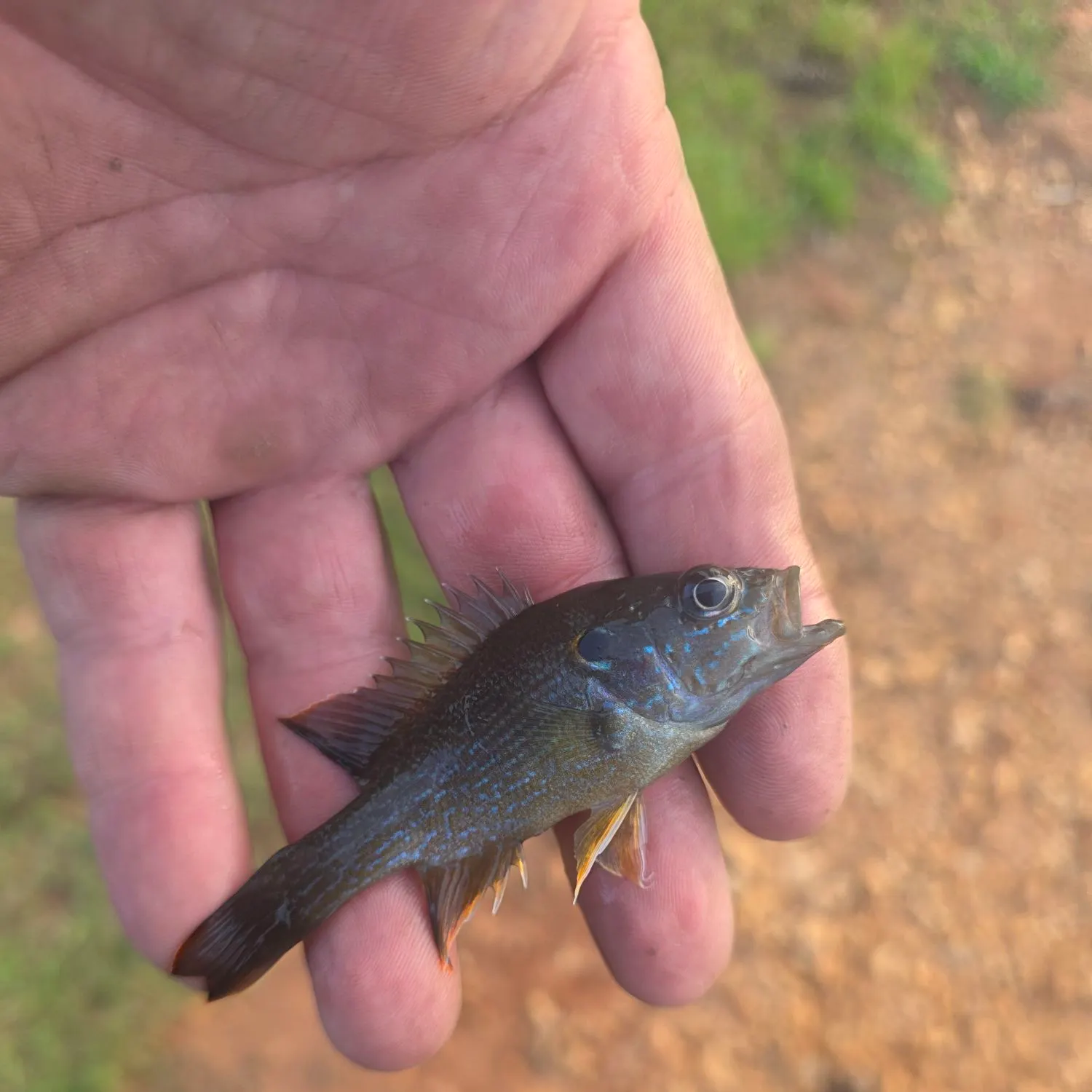 Green sunfish caught on Fishbrain