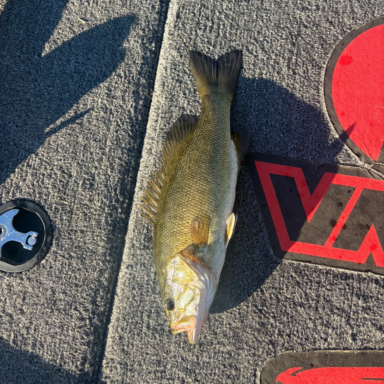 Smallmouth bass caught on Fishbrain
