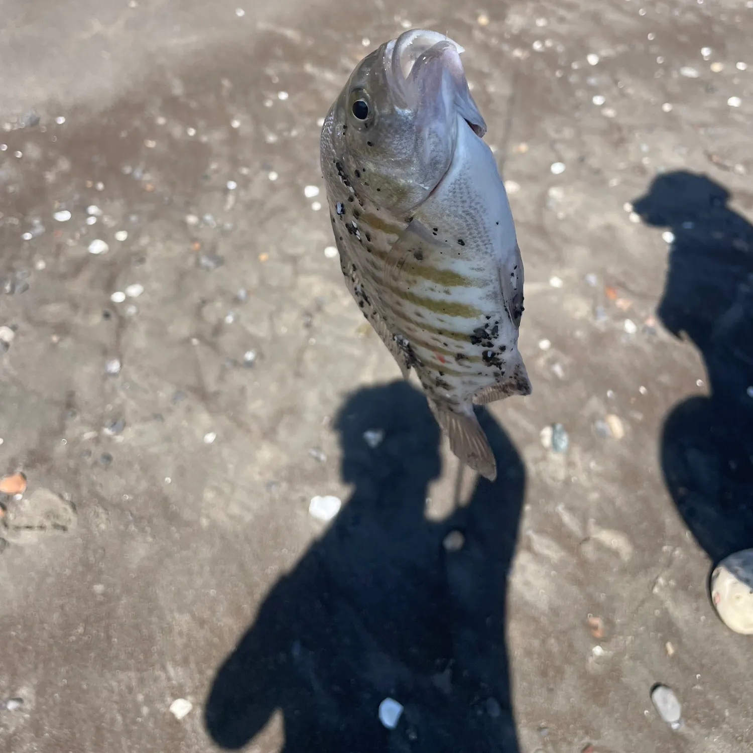 The most recent Barred surfperch catches on Fishbrain