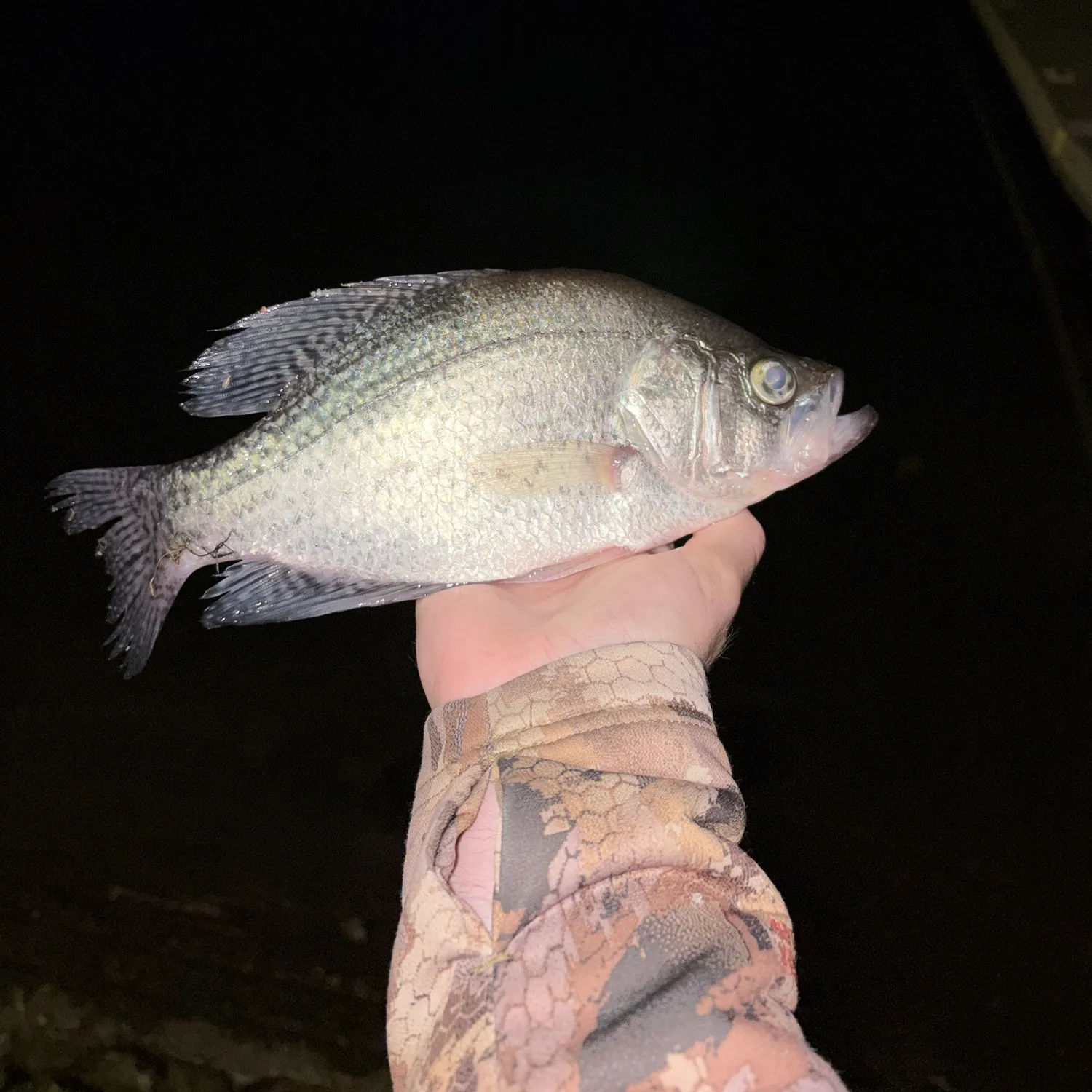 White crappie caught on Fishbrain