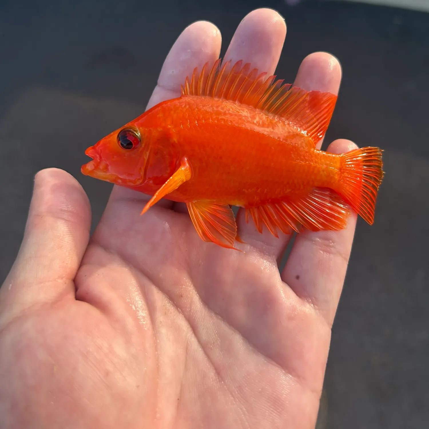 The most recent Red devil cichlid catches on Fishbrain