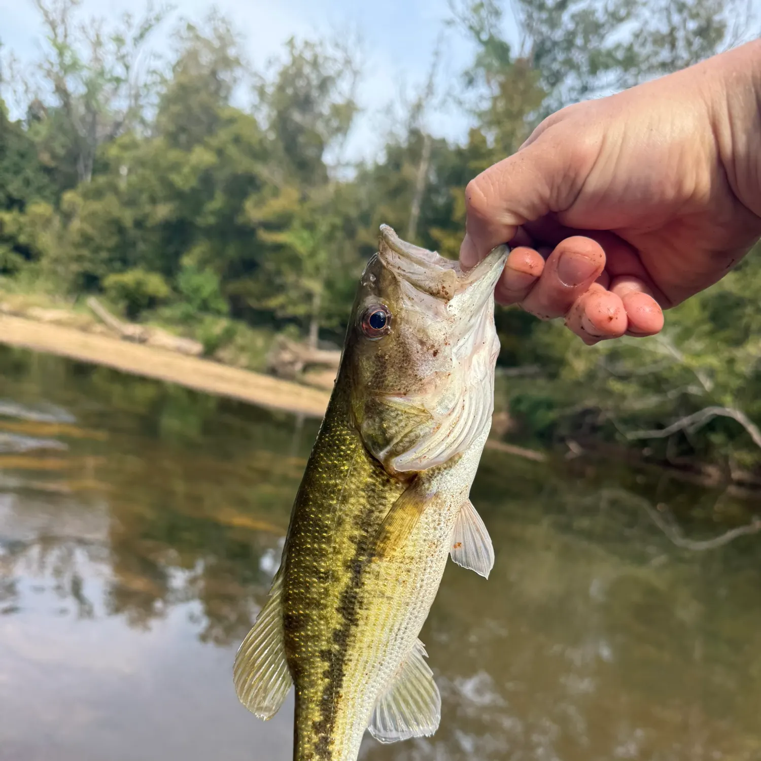 Spotted bass caught on Fishbrain
