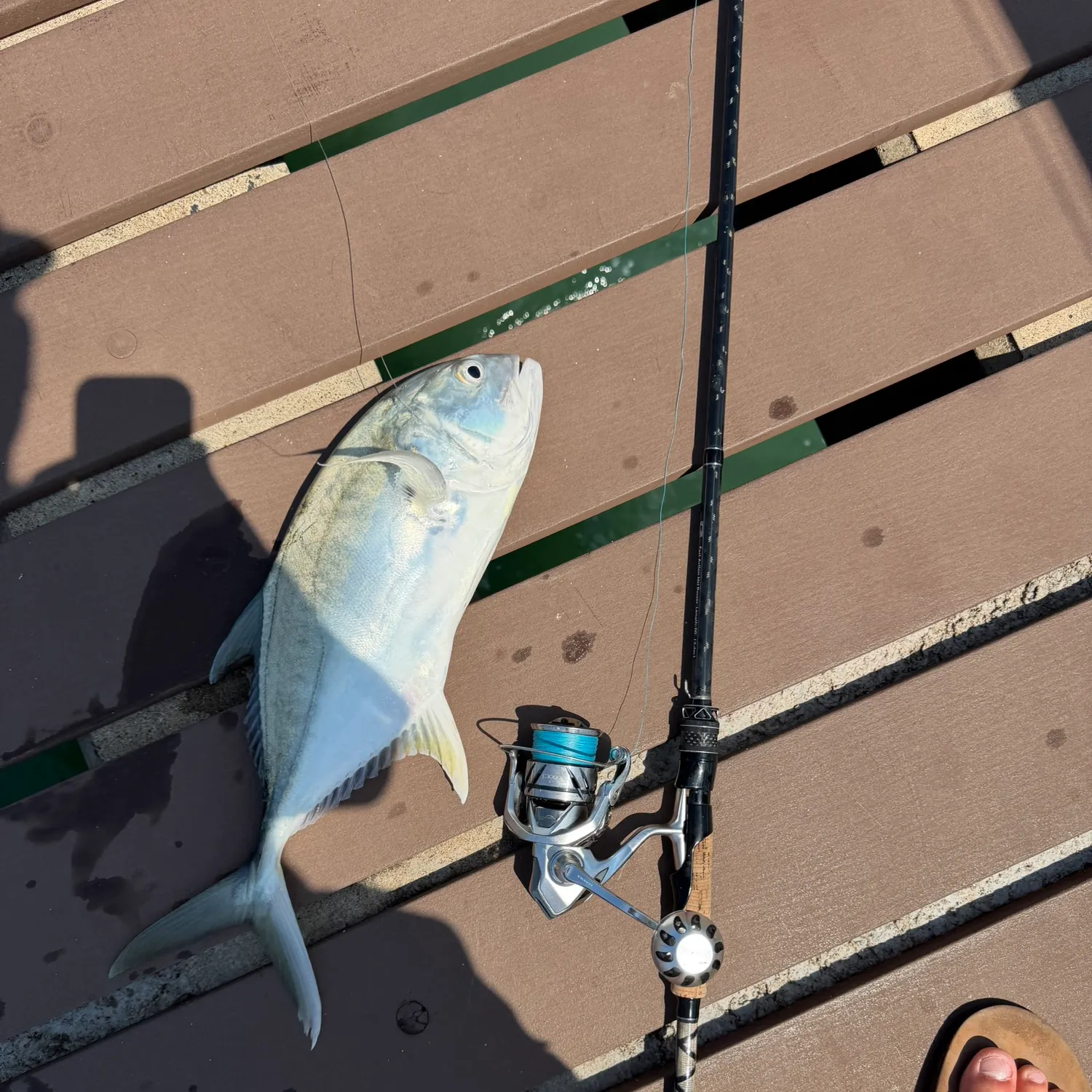 Pacific crevalle jack caught on Fishbrain
