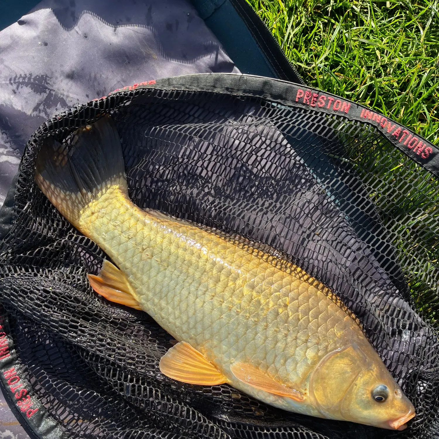 Common carp caught on Fishbrain