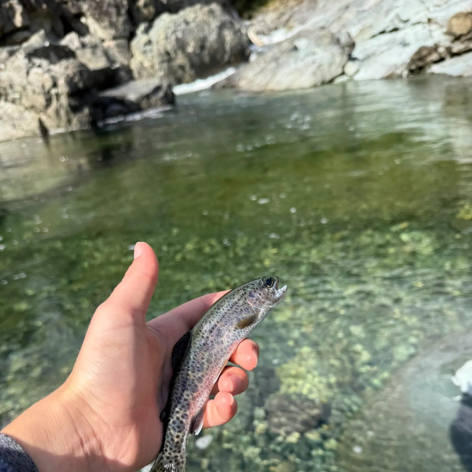 Coastal cutthroat trout caught on Fishbrain