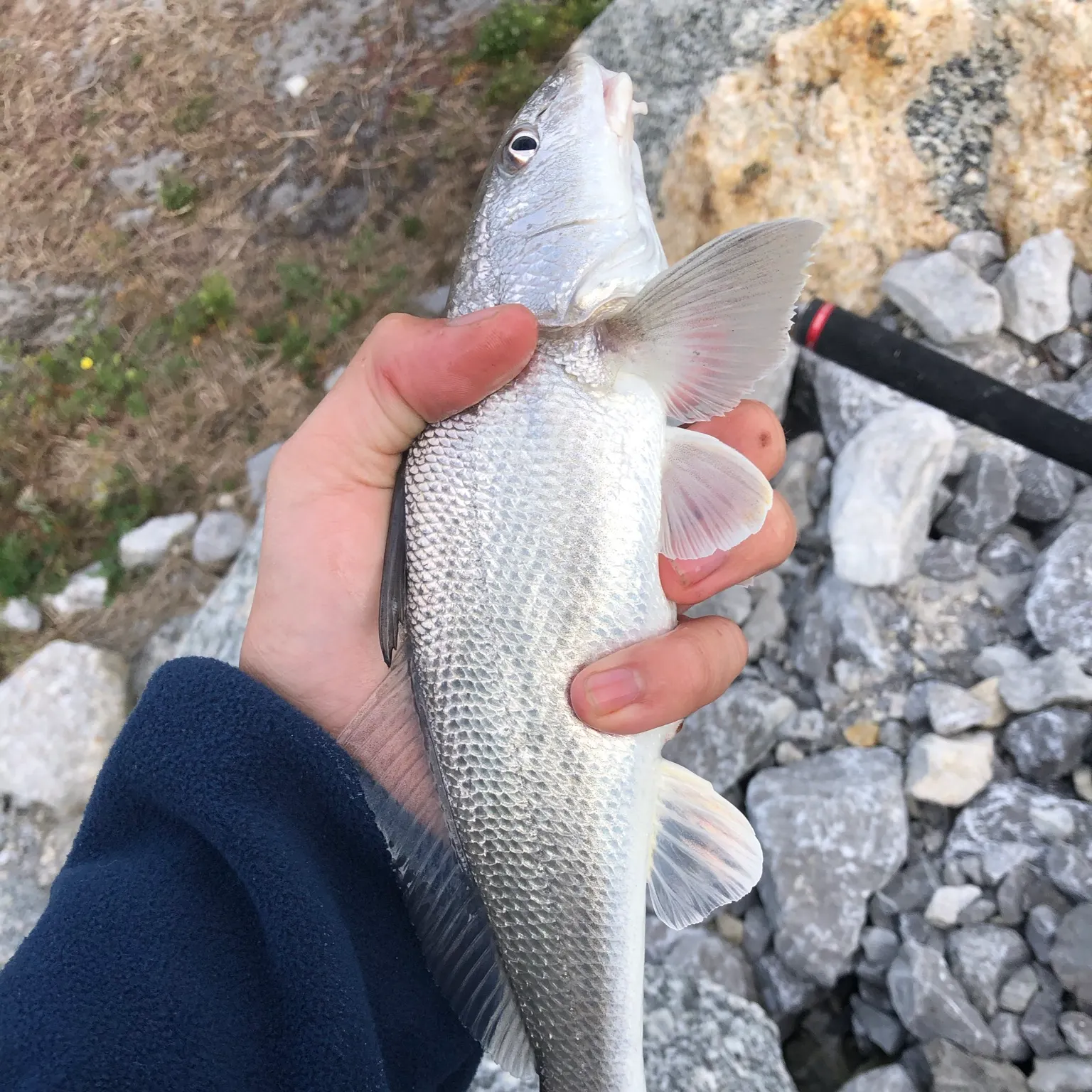 The most recent Gulf kingcroaker catches on Fishbrain