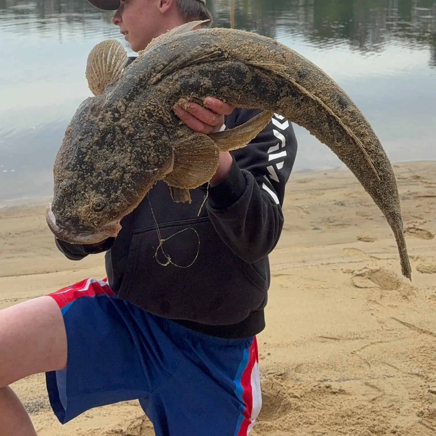 The most recent Dusky flathead catches on Fishbrain